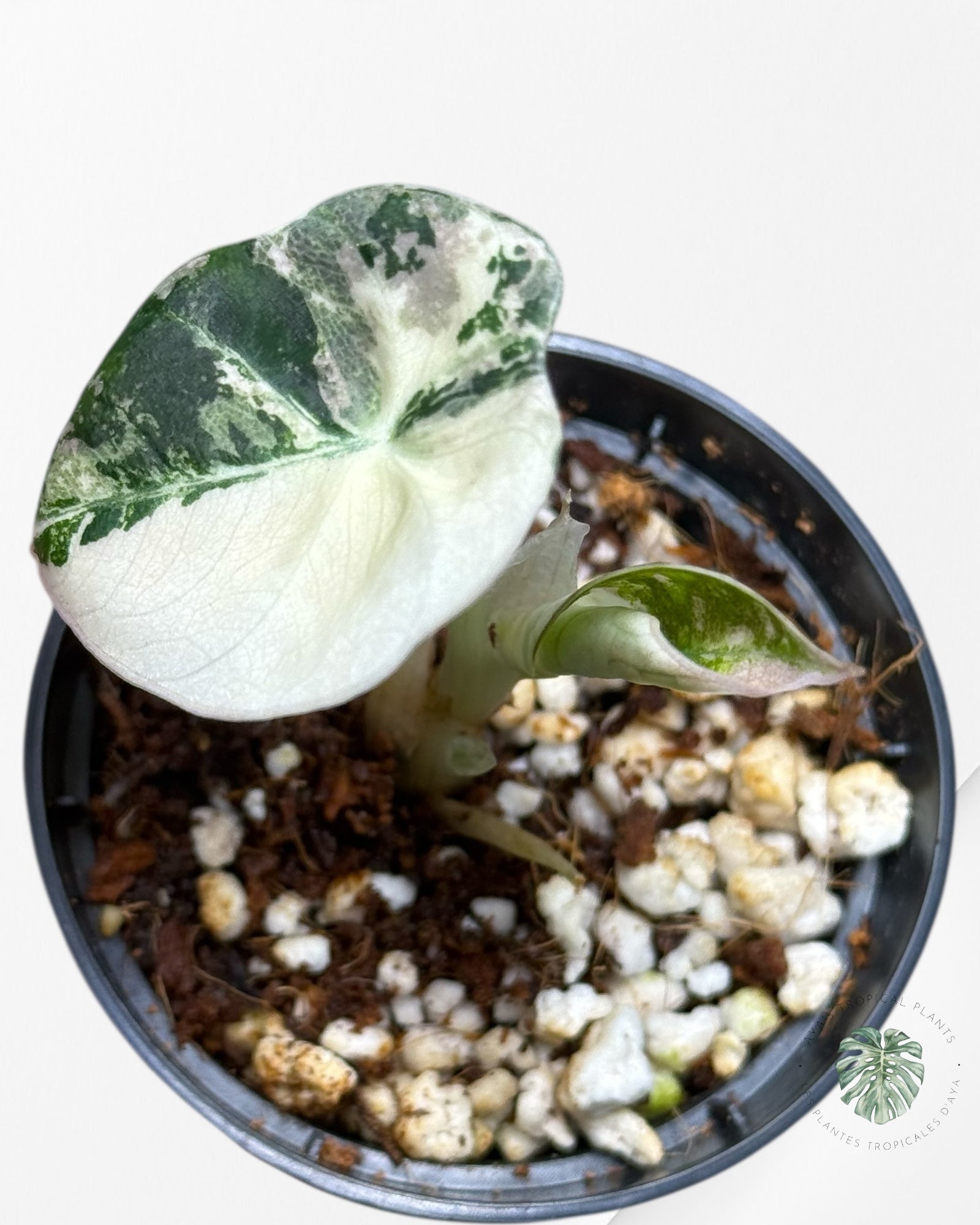 Alocasia Black Velvet Pink Variegated - 22C