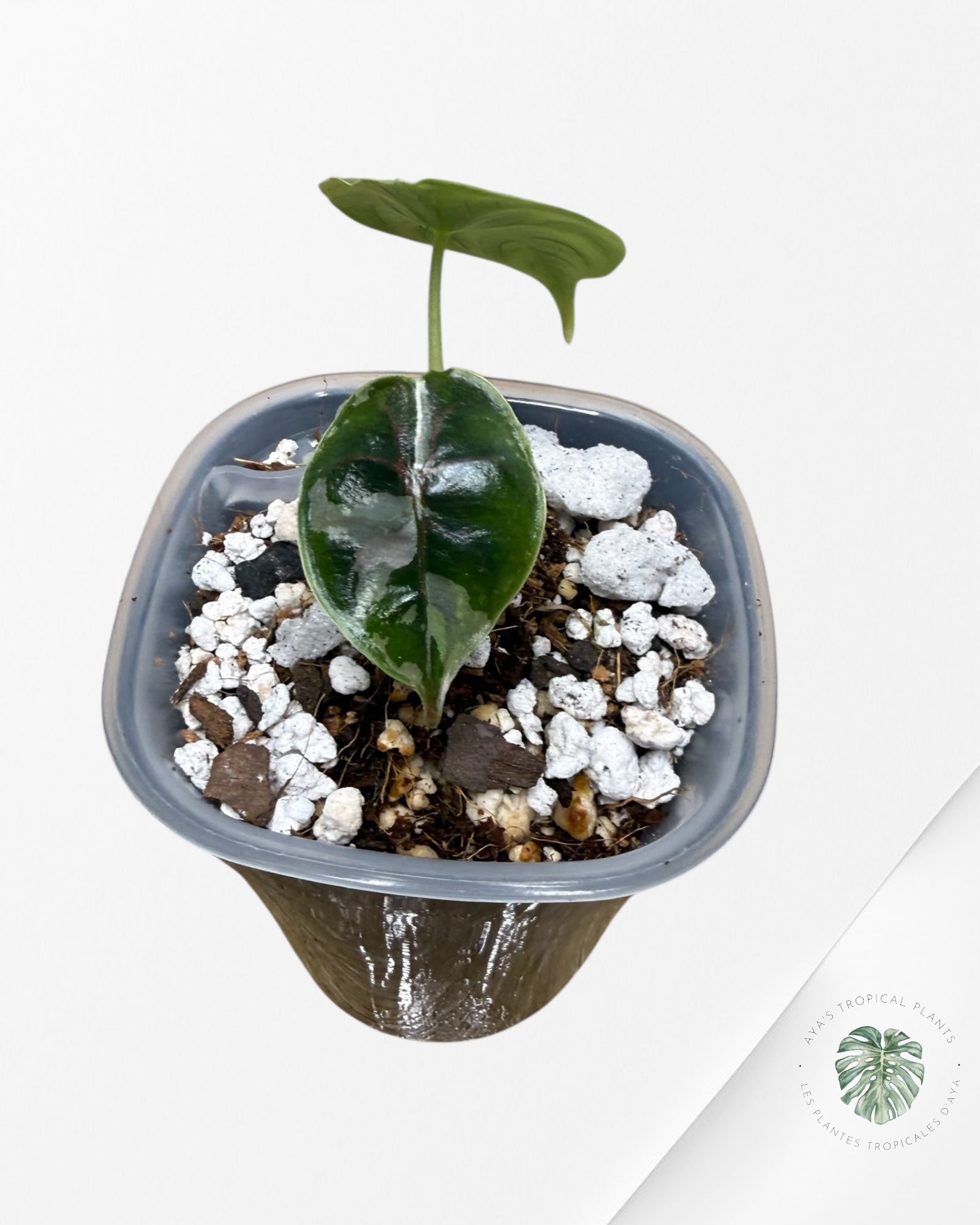 Alocasia Azlanii Variegated Pink| Rare TC Plant| Aya's Tropical Plants