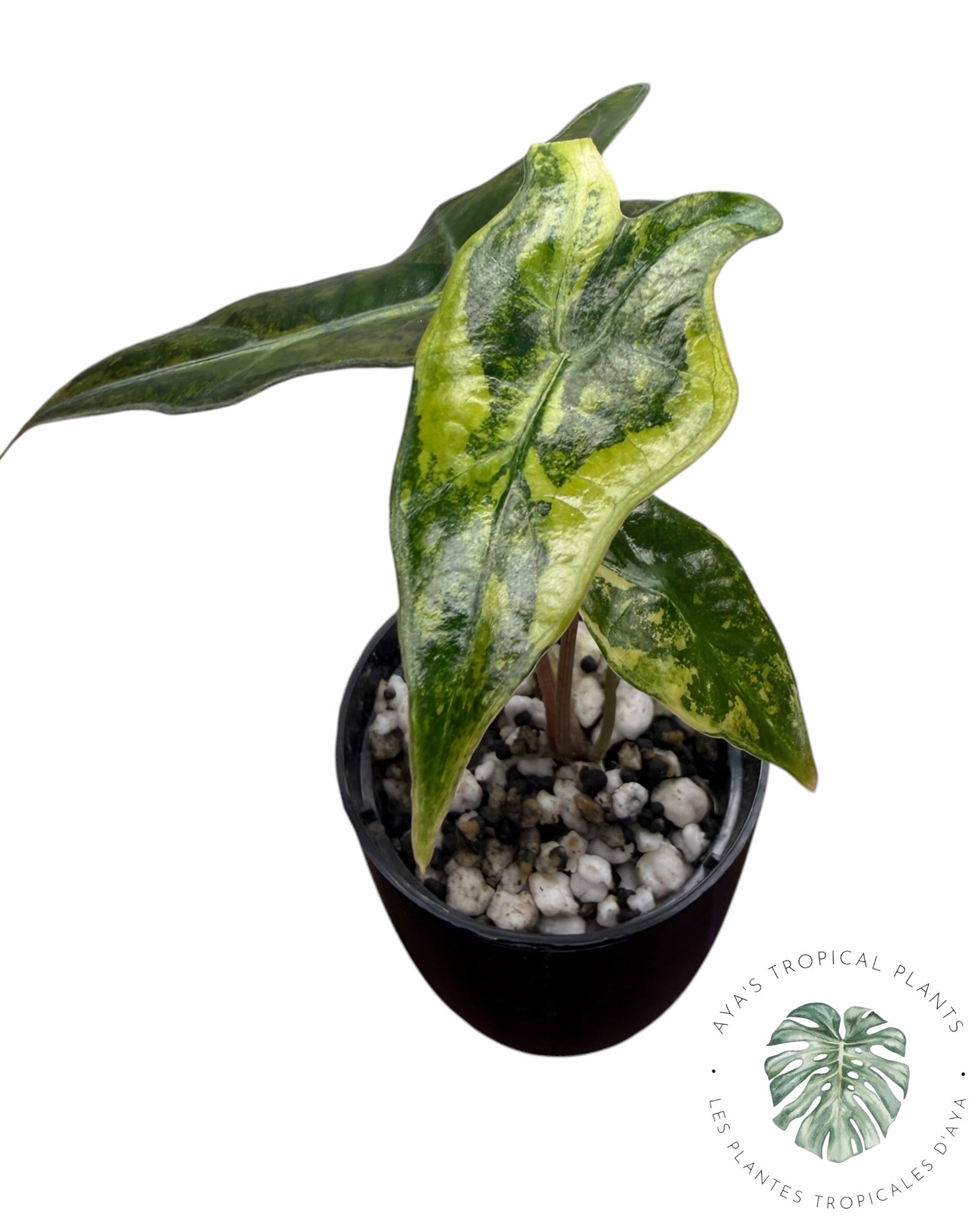 Alocasia Nobilis Aurea Variegated