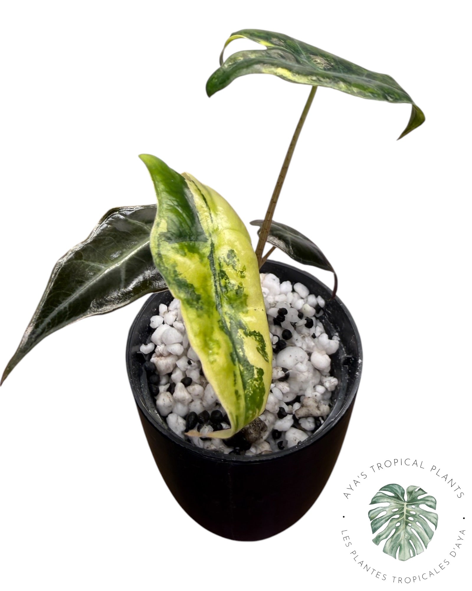 Alocasia Nobilis Aurea Variegated