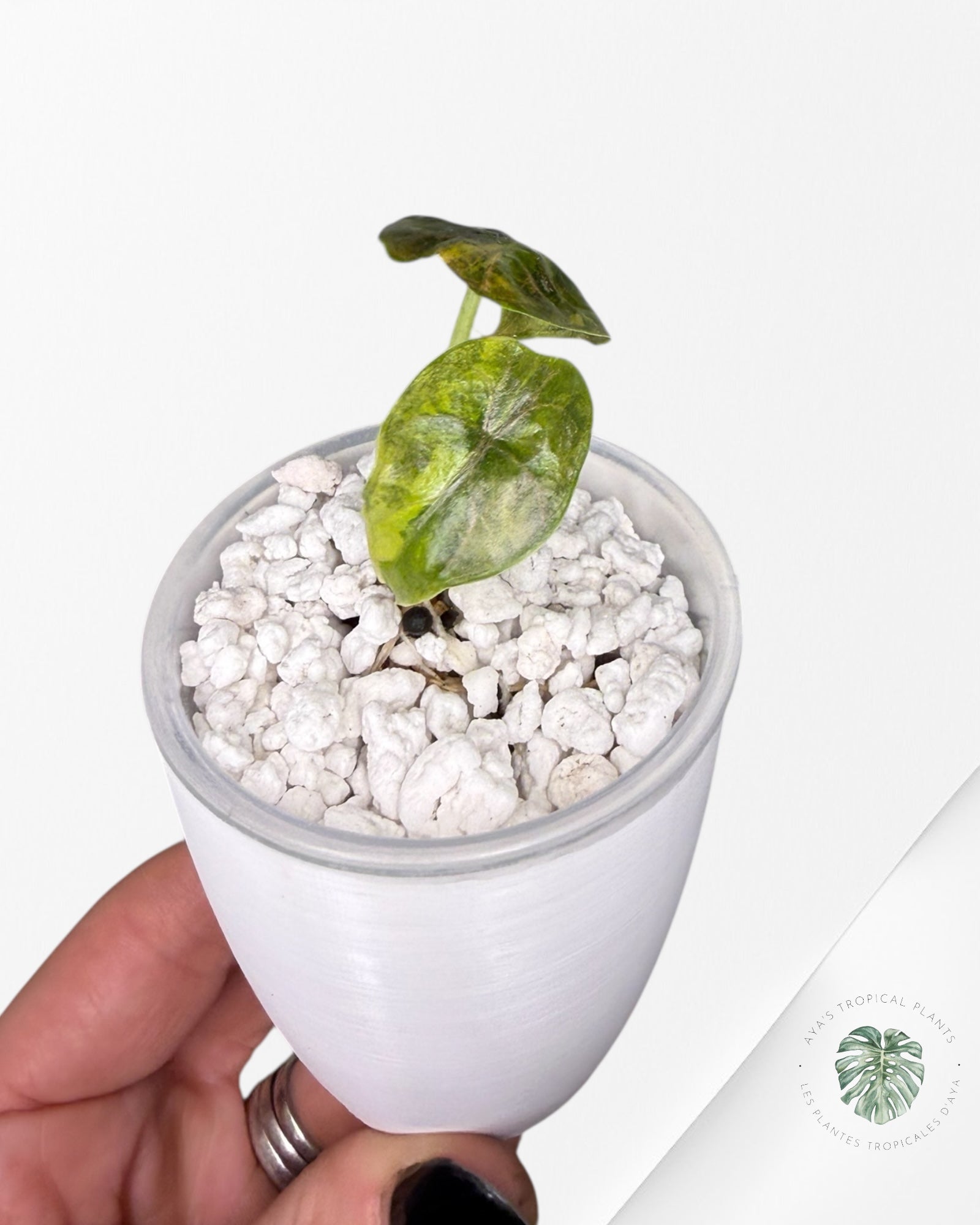 Alocasia Azlanii Aurea Variegated