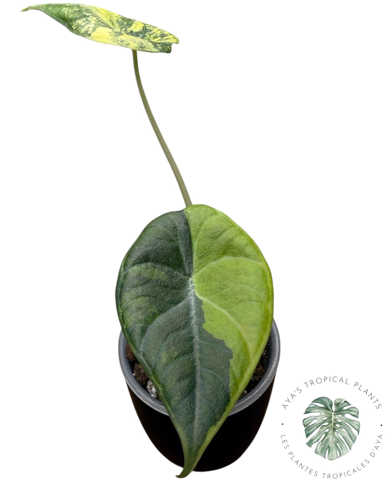 Alocasia Maharani Golden Lime