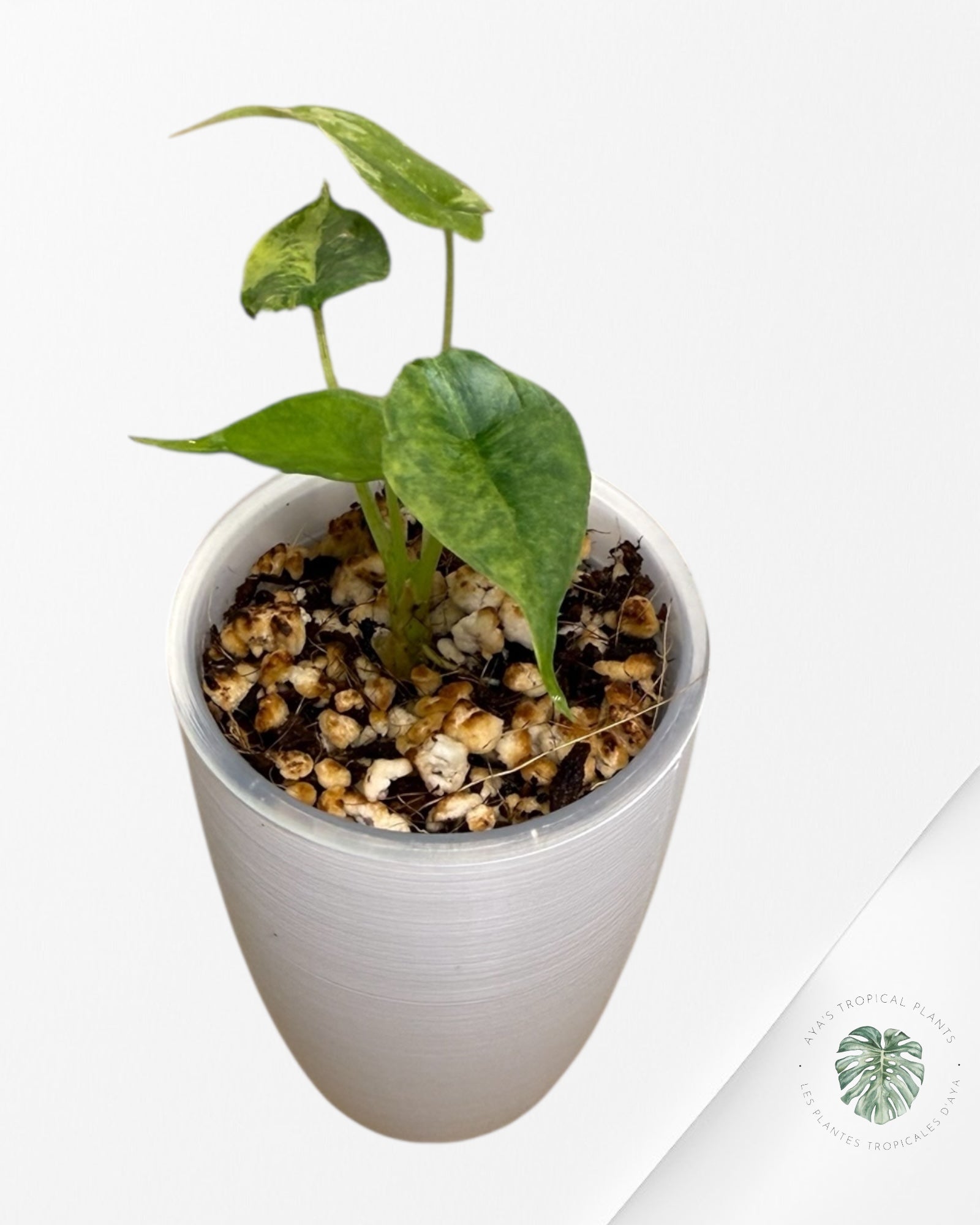 Alocasia heterophylla "Dragons Breath" Aurea variegated | Rare TC Plant| Aya's Tropical Plants