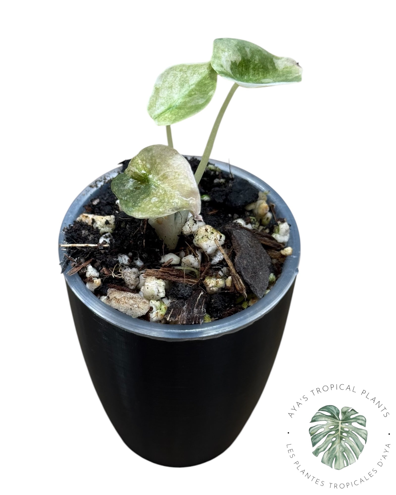 Alocasia Cuprea Pink Mint