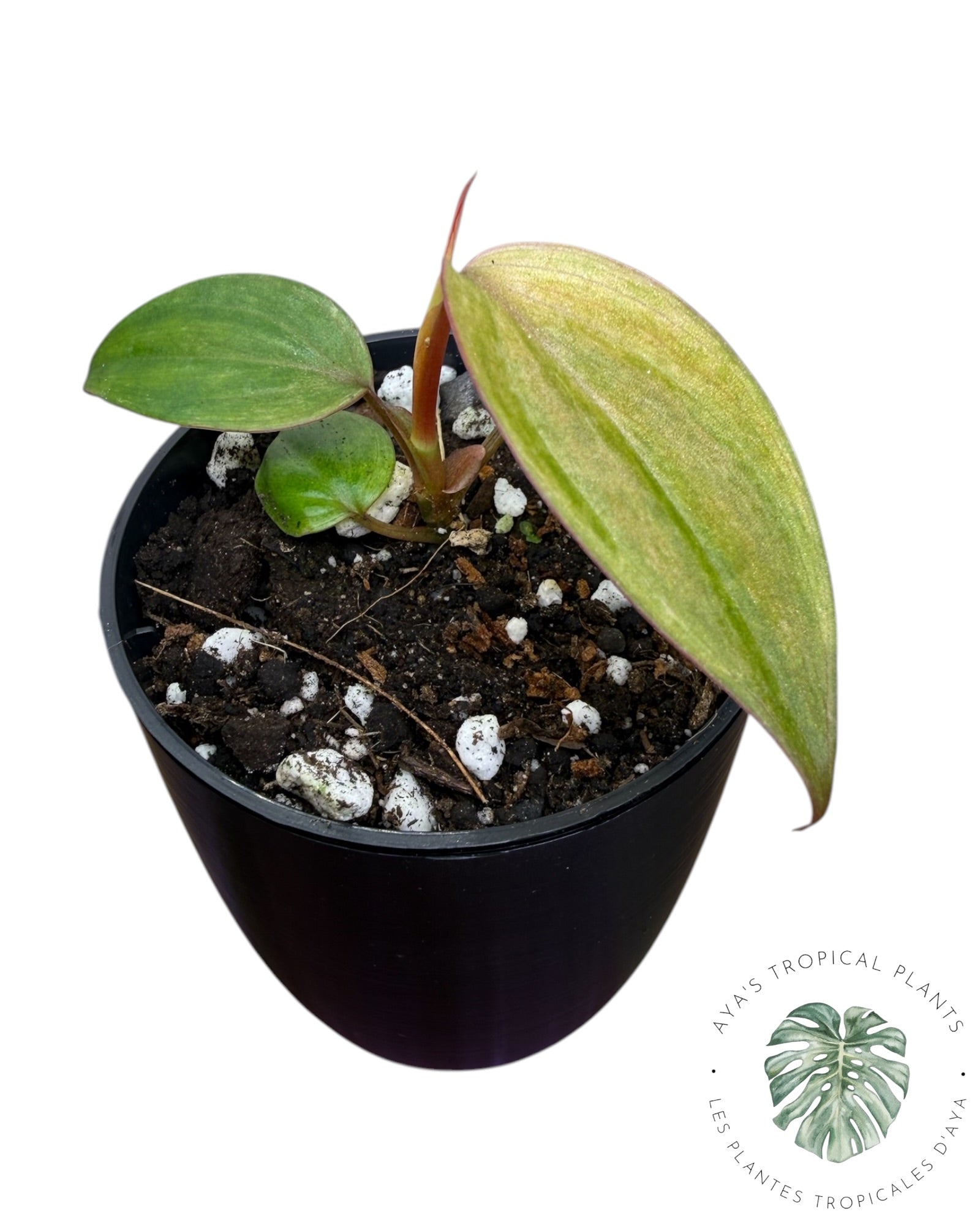 Philodendron Pink Micans Menthe