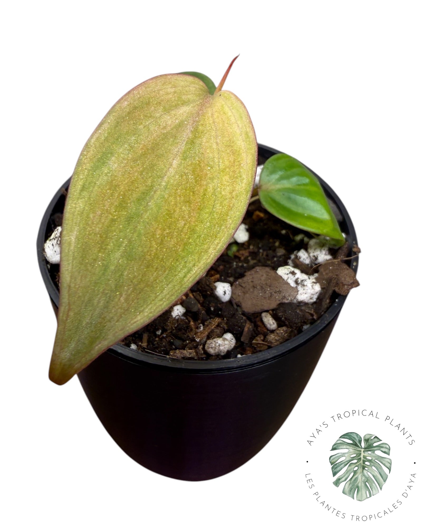 Philodendron Pink Micans Menthe
