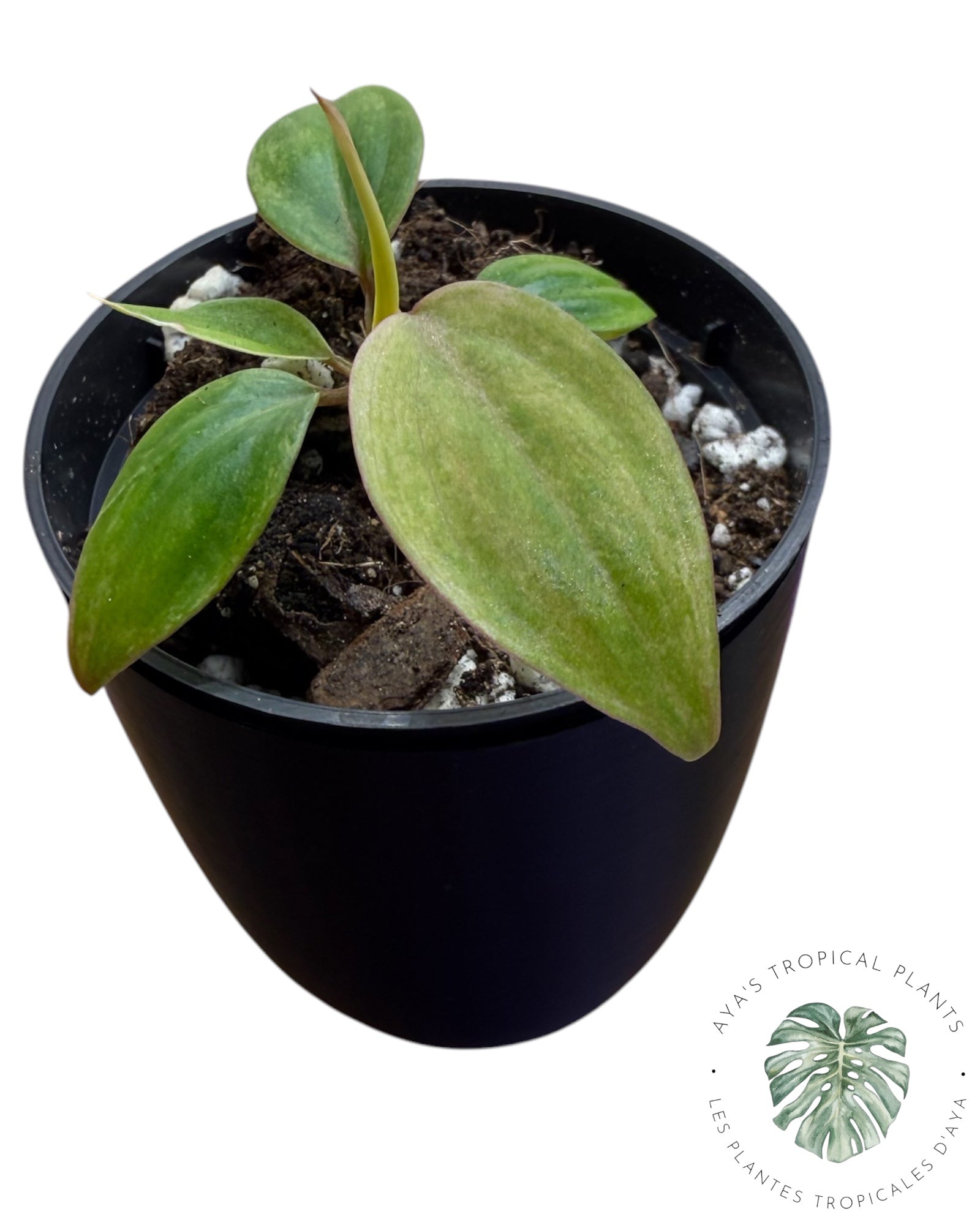 Philodendron Pink Micans Menthe