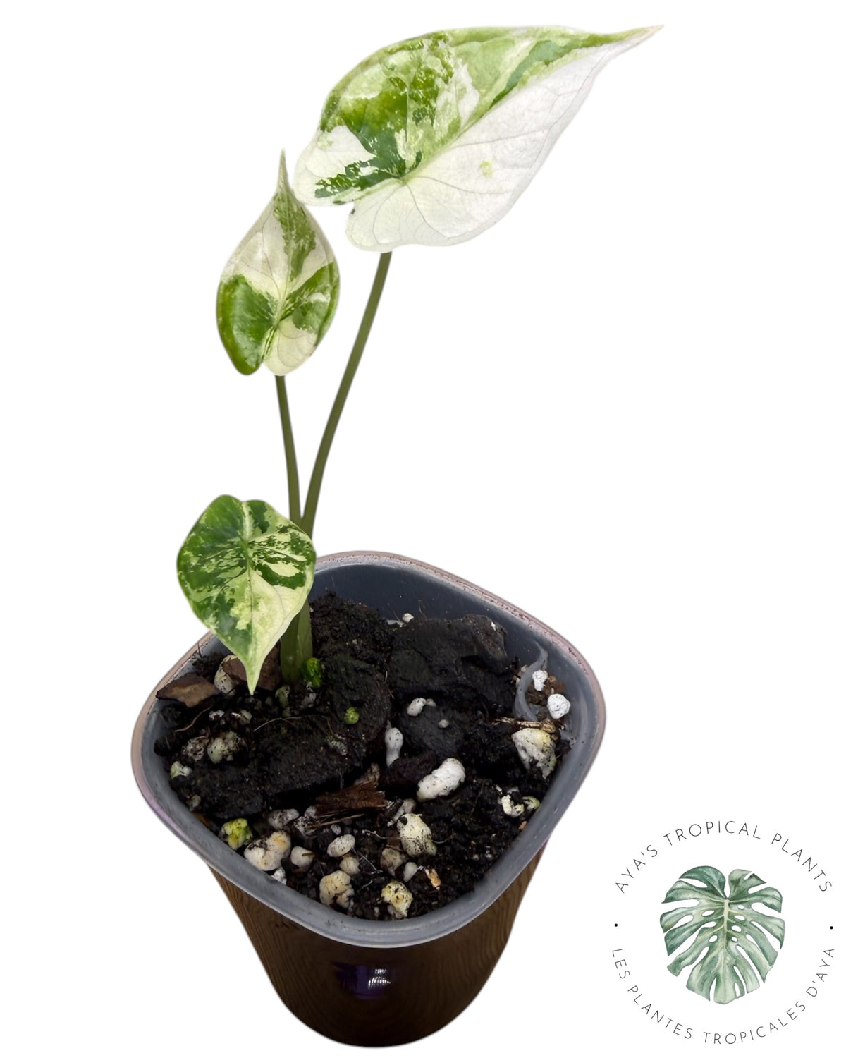 Alocasia Dragon Scale Albo