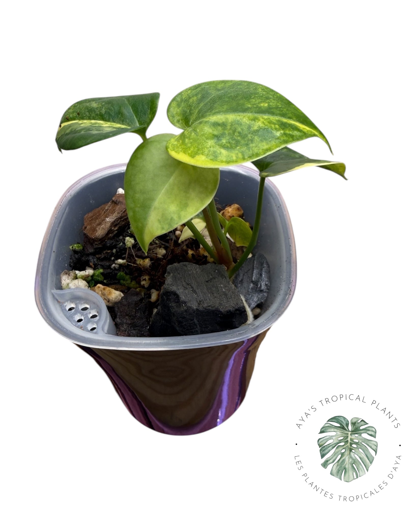 Anthurium Clarinervium Aurea Panaché