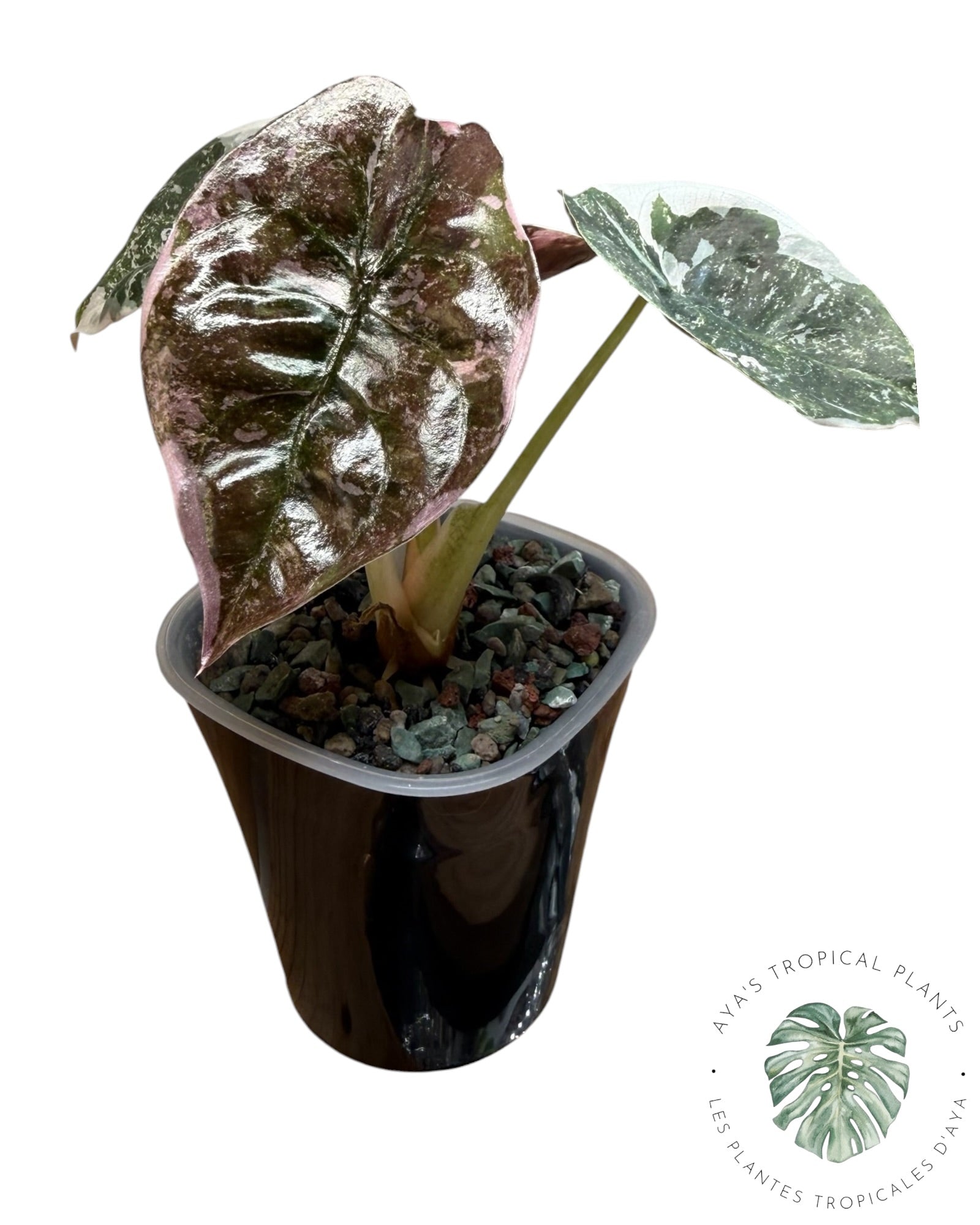 Alocasia Cuprea Pink Albo Variegated