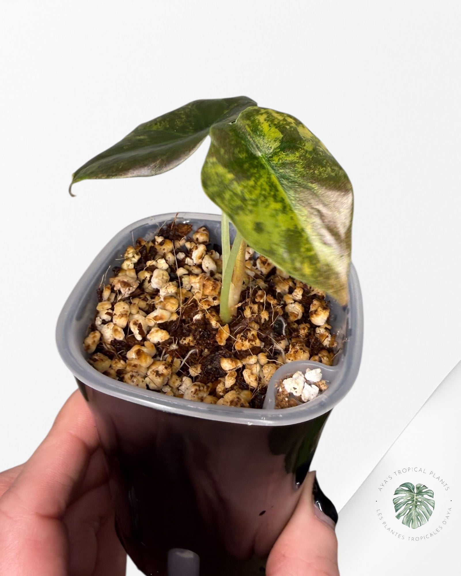 Alocasia Cuprea Golden Latte variegated | Rare TC Plant| Aya's Tropical Plants