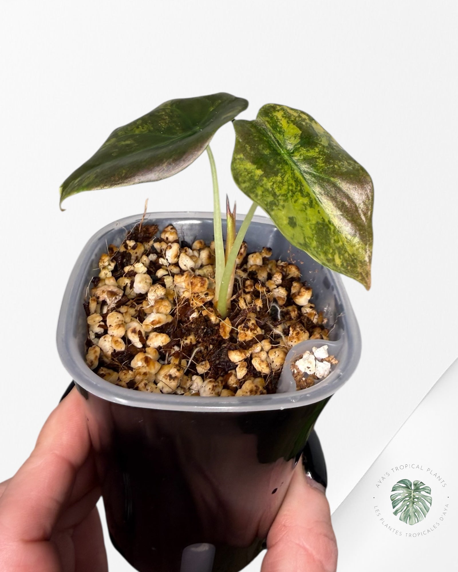 Alocasia Cuprea Golden Latte variegated | Rare TC Plant| Aya's Tropical Plants