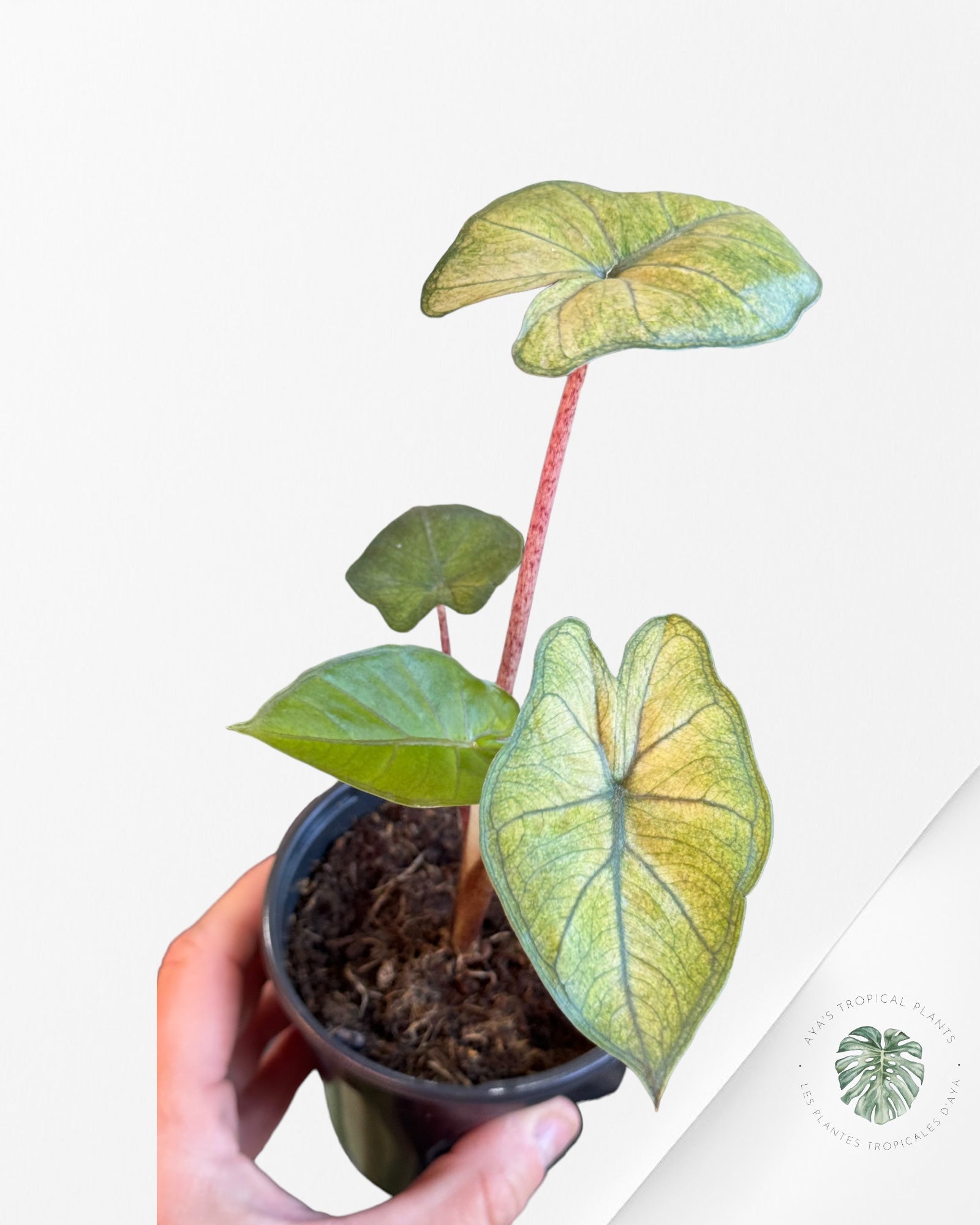 Alocasia Yucatan Mint-B