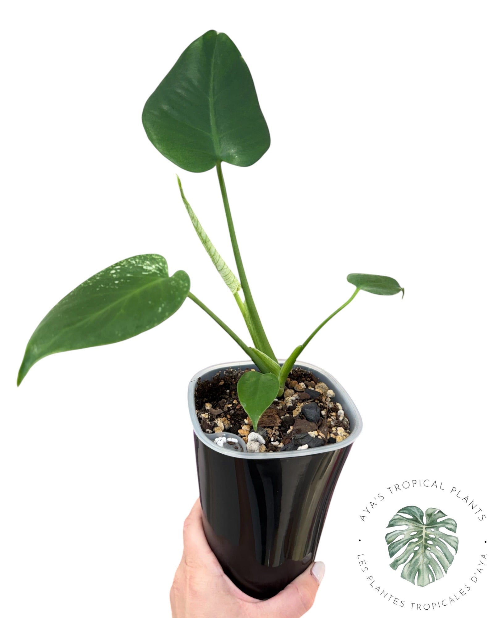 Monstera Deliciosa 'Devil Monster'