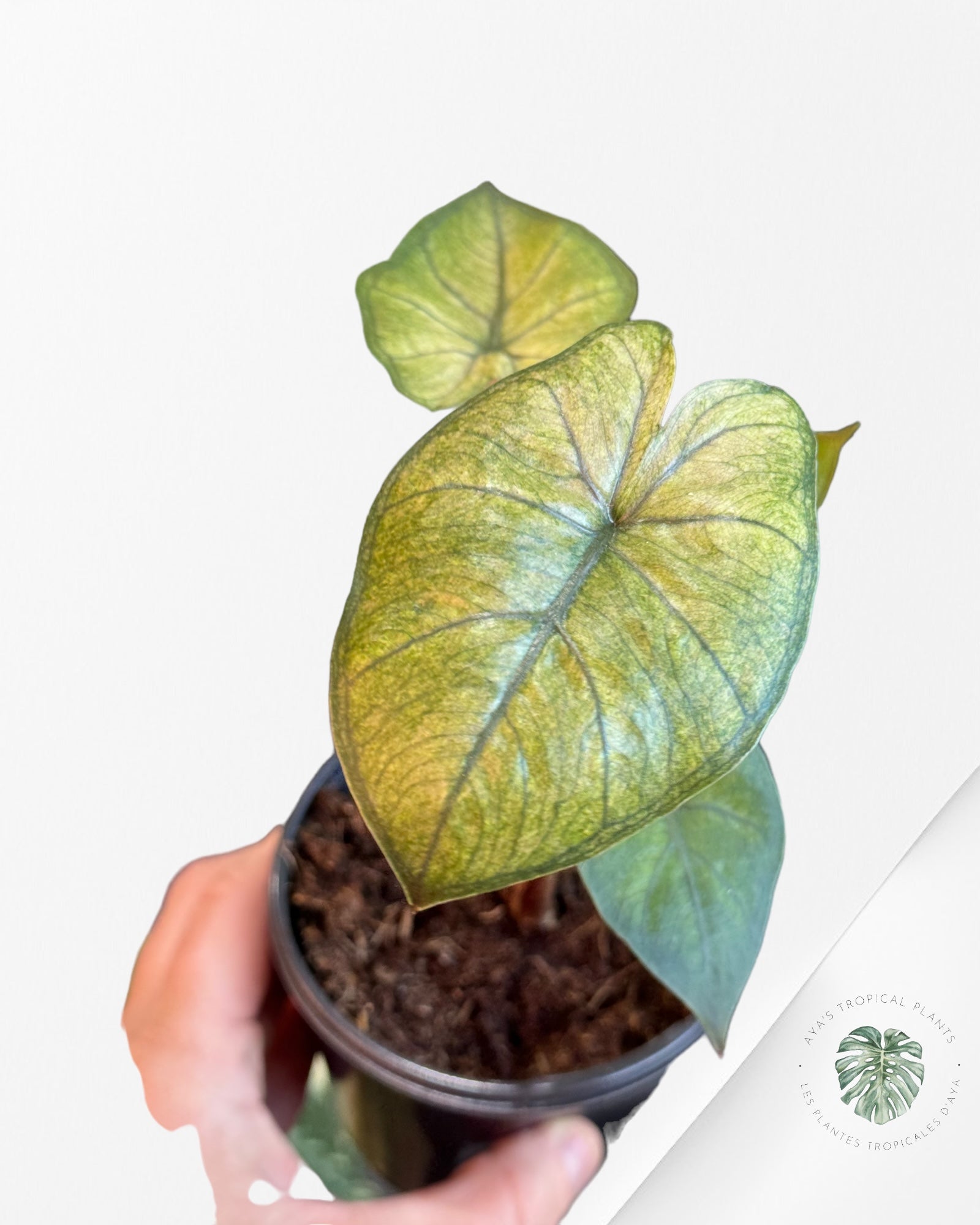 Alocasia Yucatan Mint-A