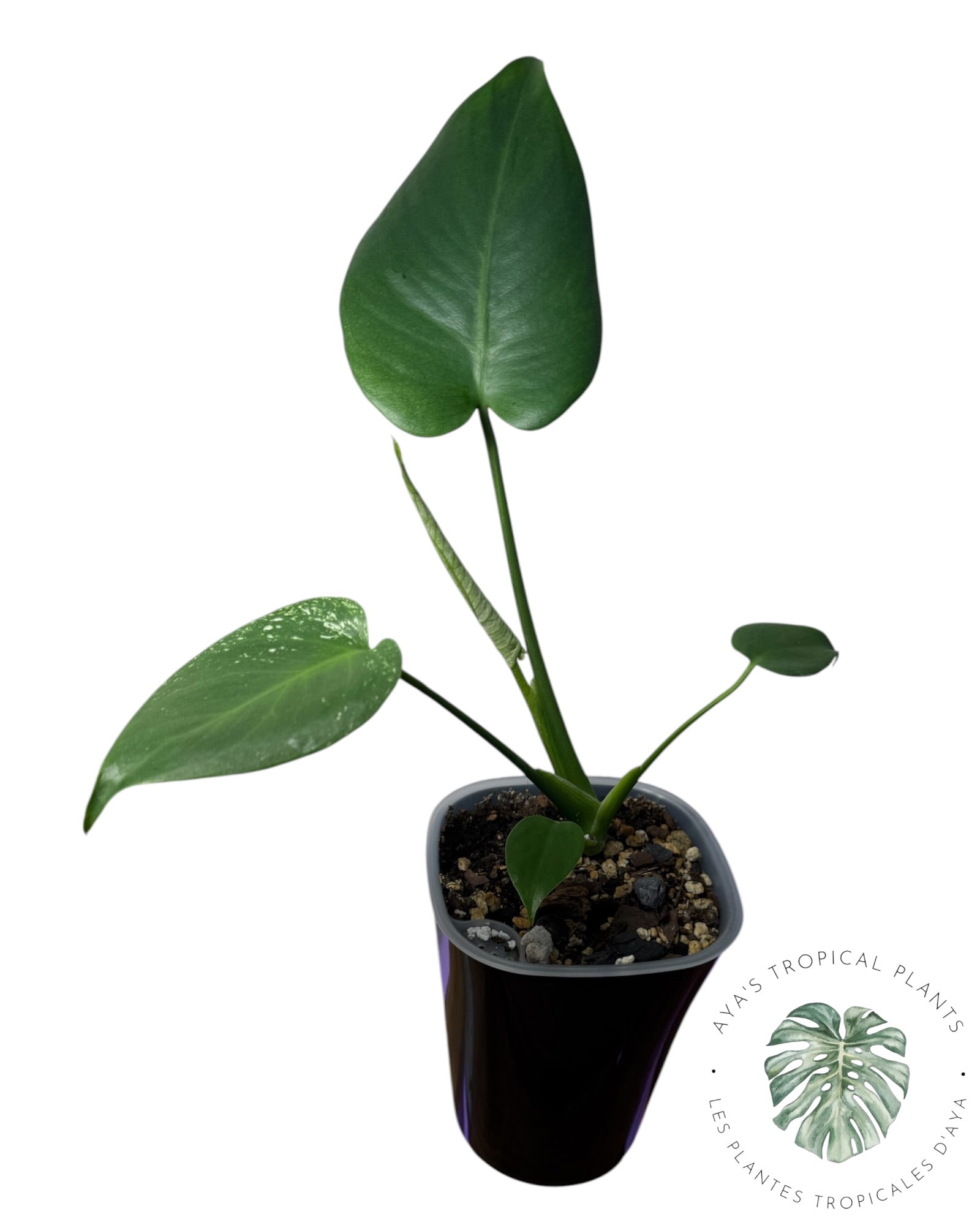 Monstera Deliciosa 'Devil Monster'