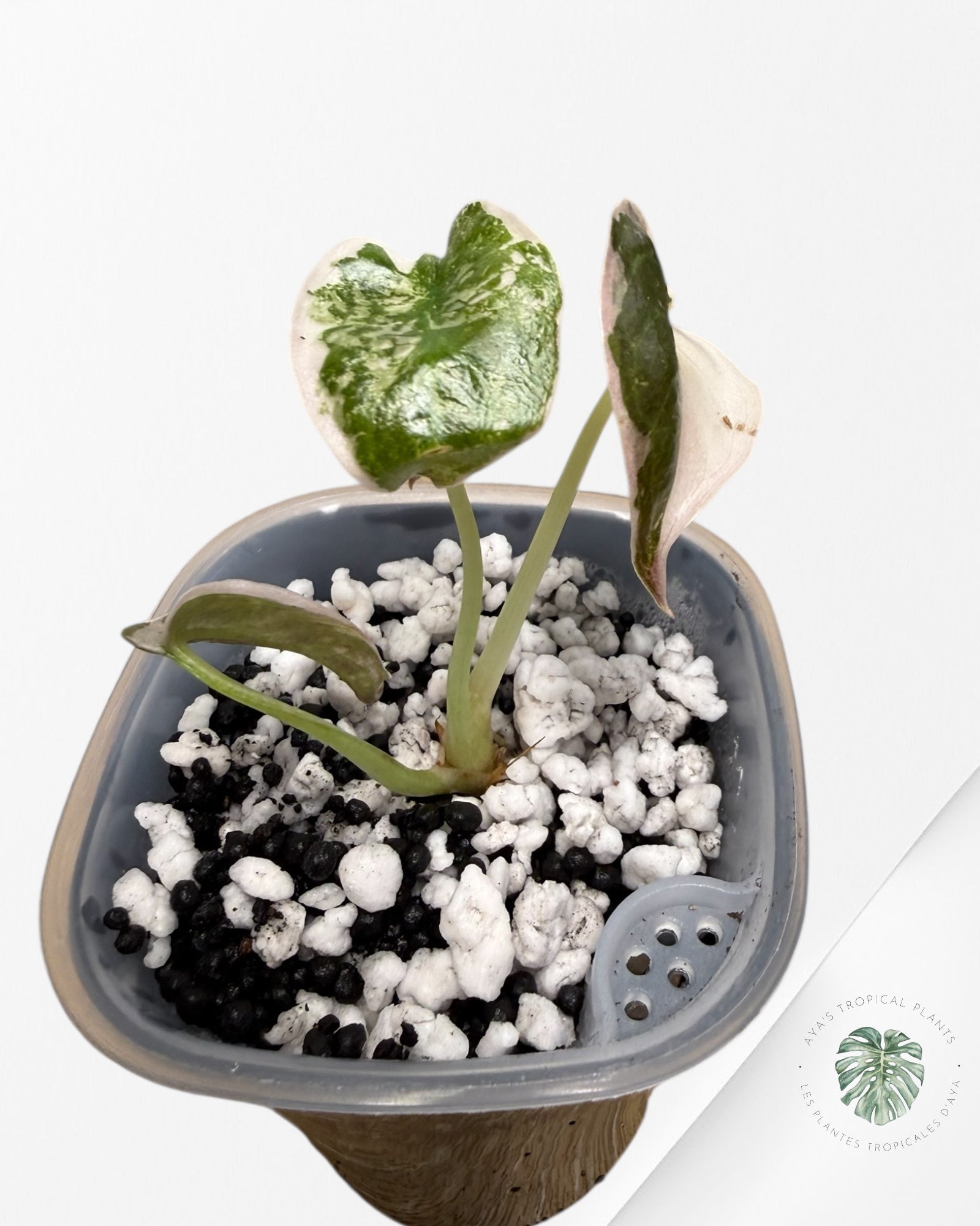 Alocasia Cuprea Albo Pink Variegated| Rare TC Plant | Aya's Tropical Plants