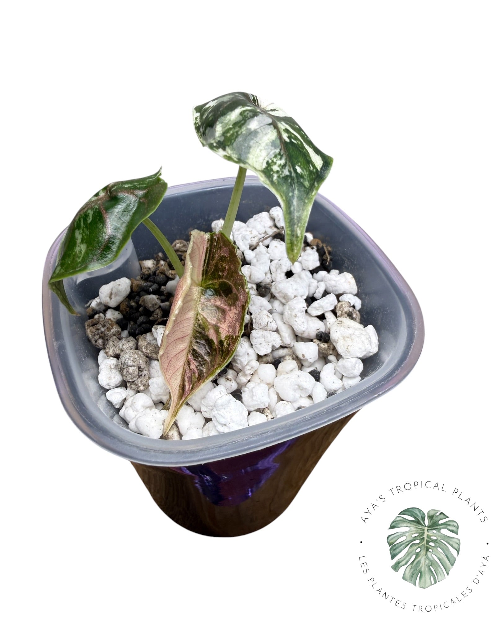 Alocasia Azlanii Rose