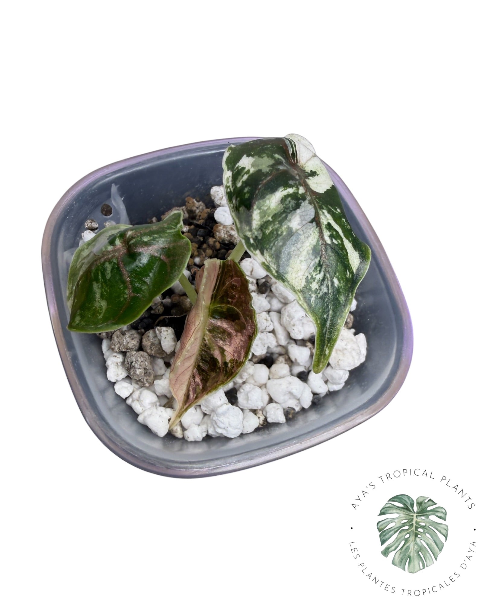Alocasia Azlanii Rose