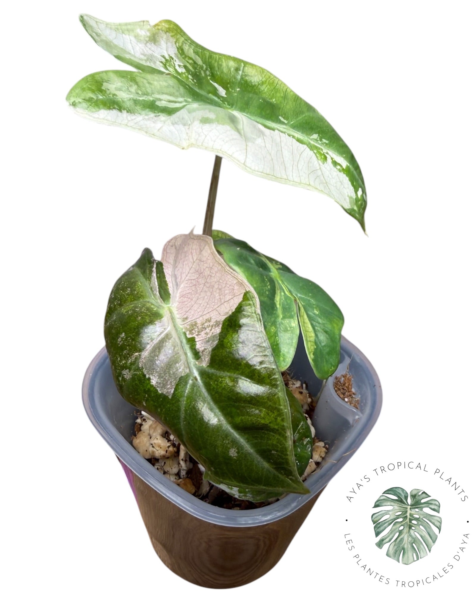 Alocasia Pseudo Sanderiana Pink