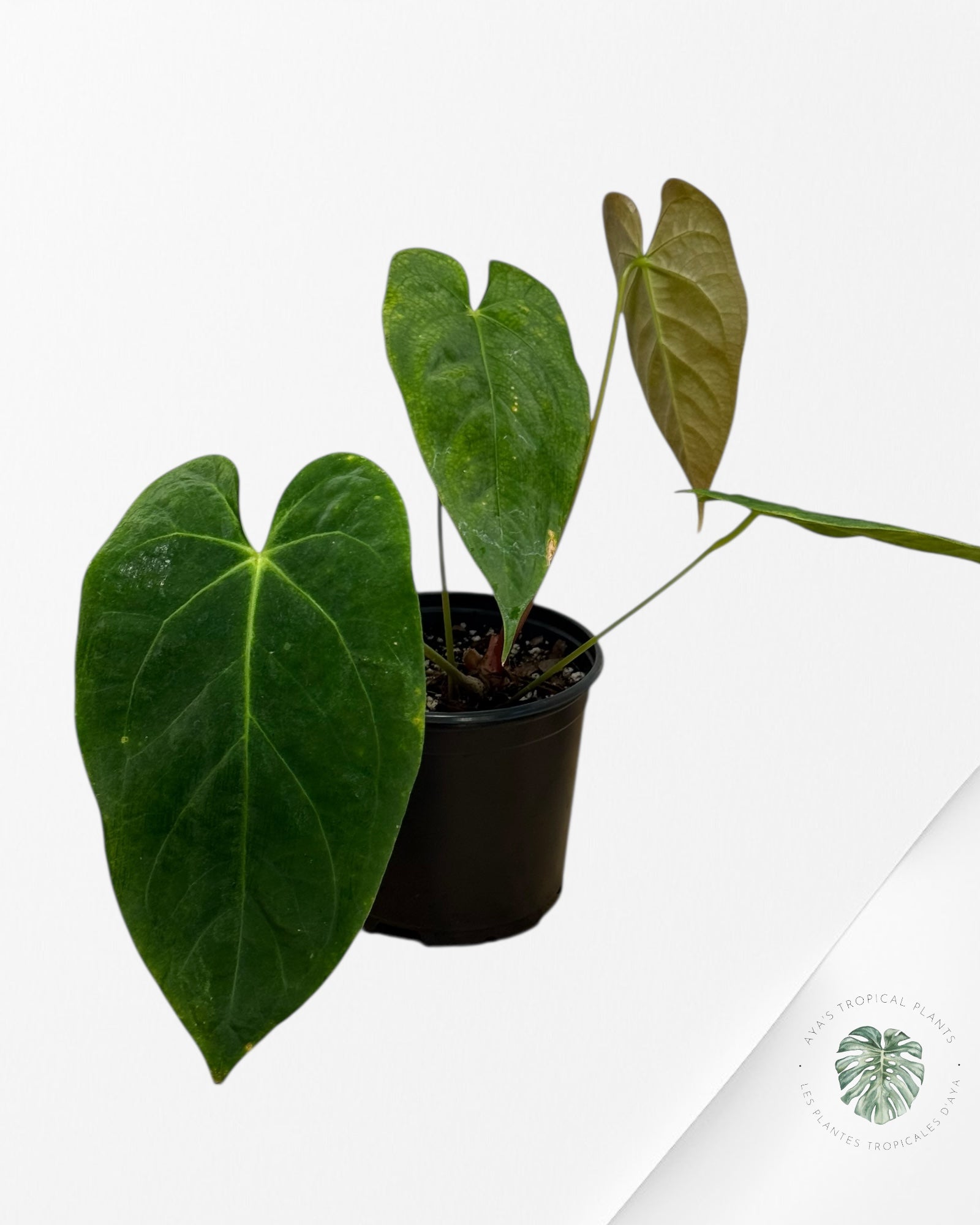 Anthurium 'Ace of Spades' x papillilaminum Fort Sherman' - AF4