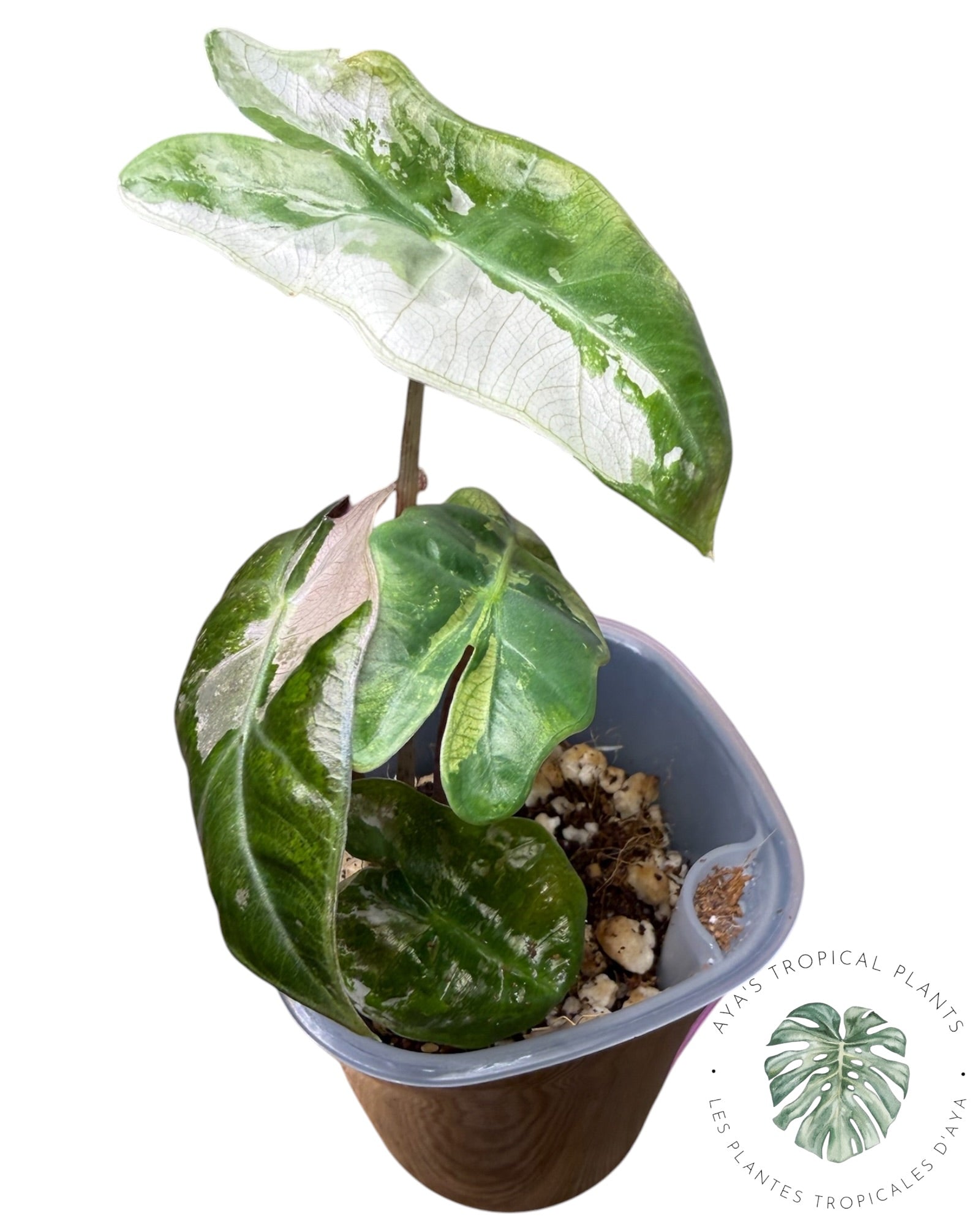 Alocasia Pseudo Sanderiana Pink