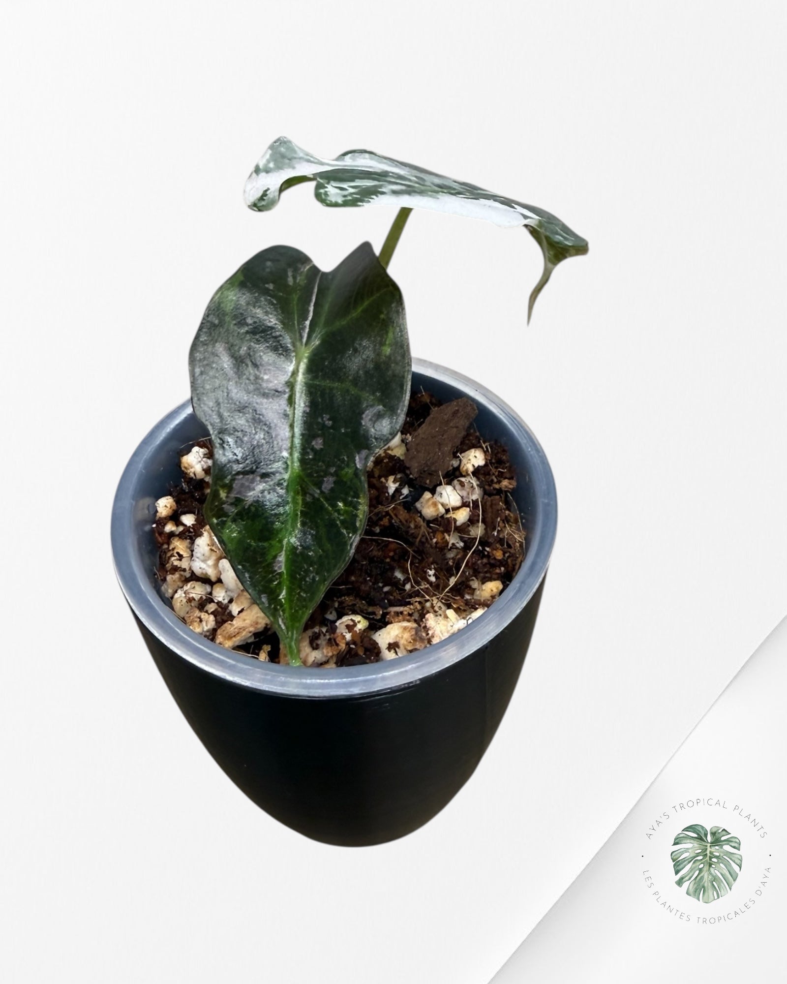 Alocasia Polly Pink Variegated| Rare TC Plant| Aya's Tropical Plants