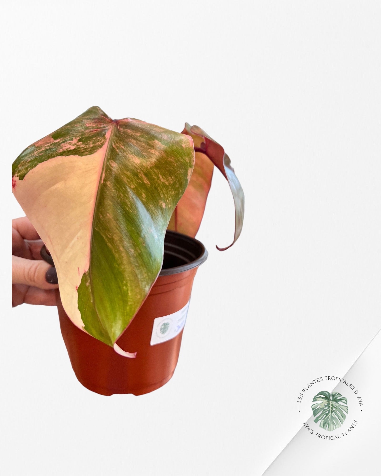 Philodendron Strawberry Shake JA-S10