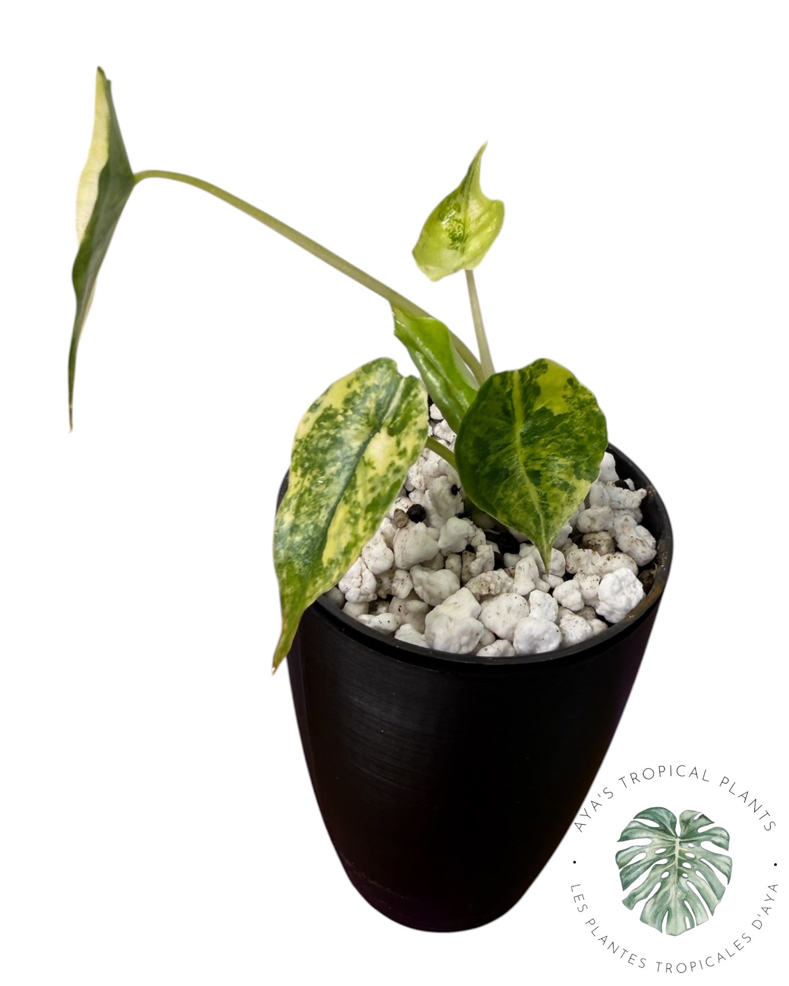 Alocasia Heterophylla "Souffle de Dragon" Aurea Panaché