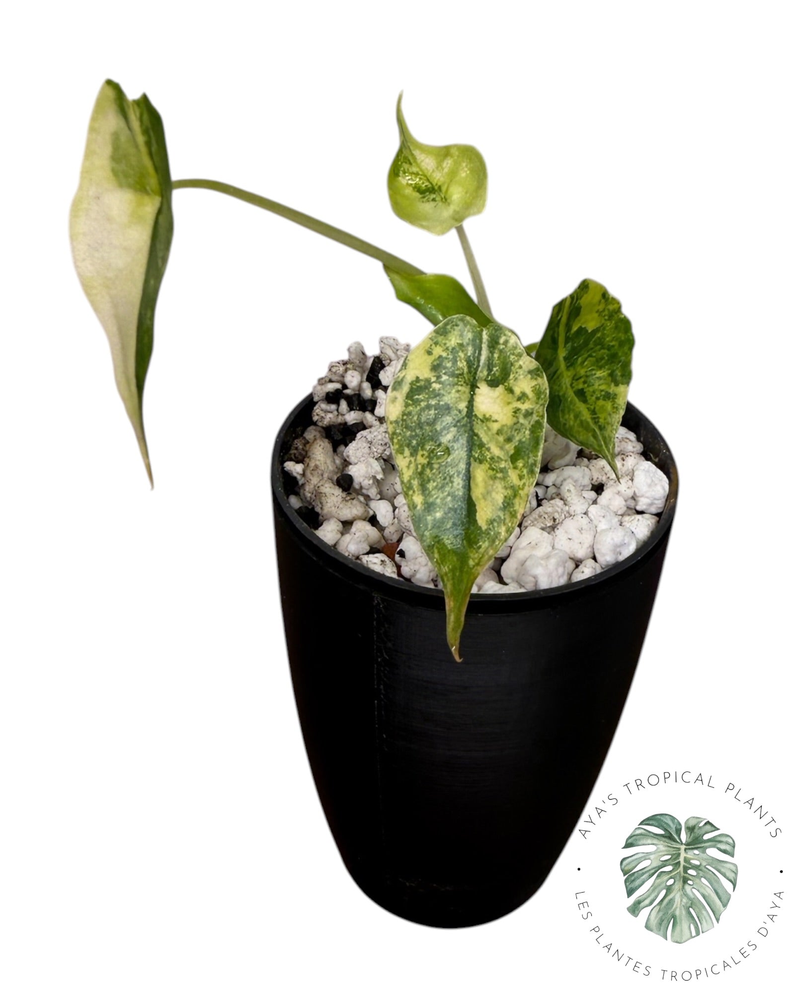 Alocasia Heterophylla "Souffle de Dragon" Aurea Panaché