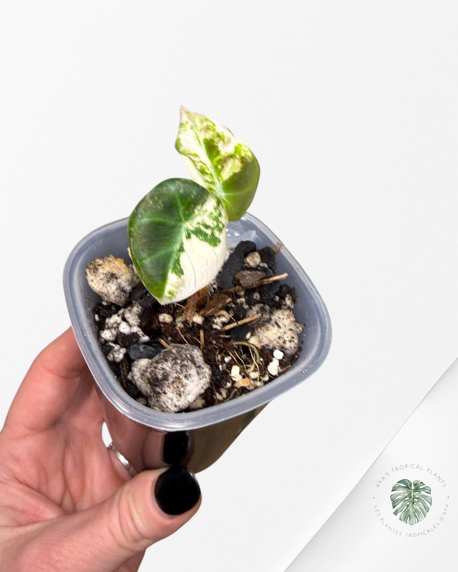 Alocasia Black Velvet Pink  | Rare TC Plant| Aya's Tropical Plants