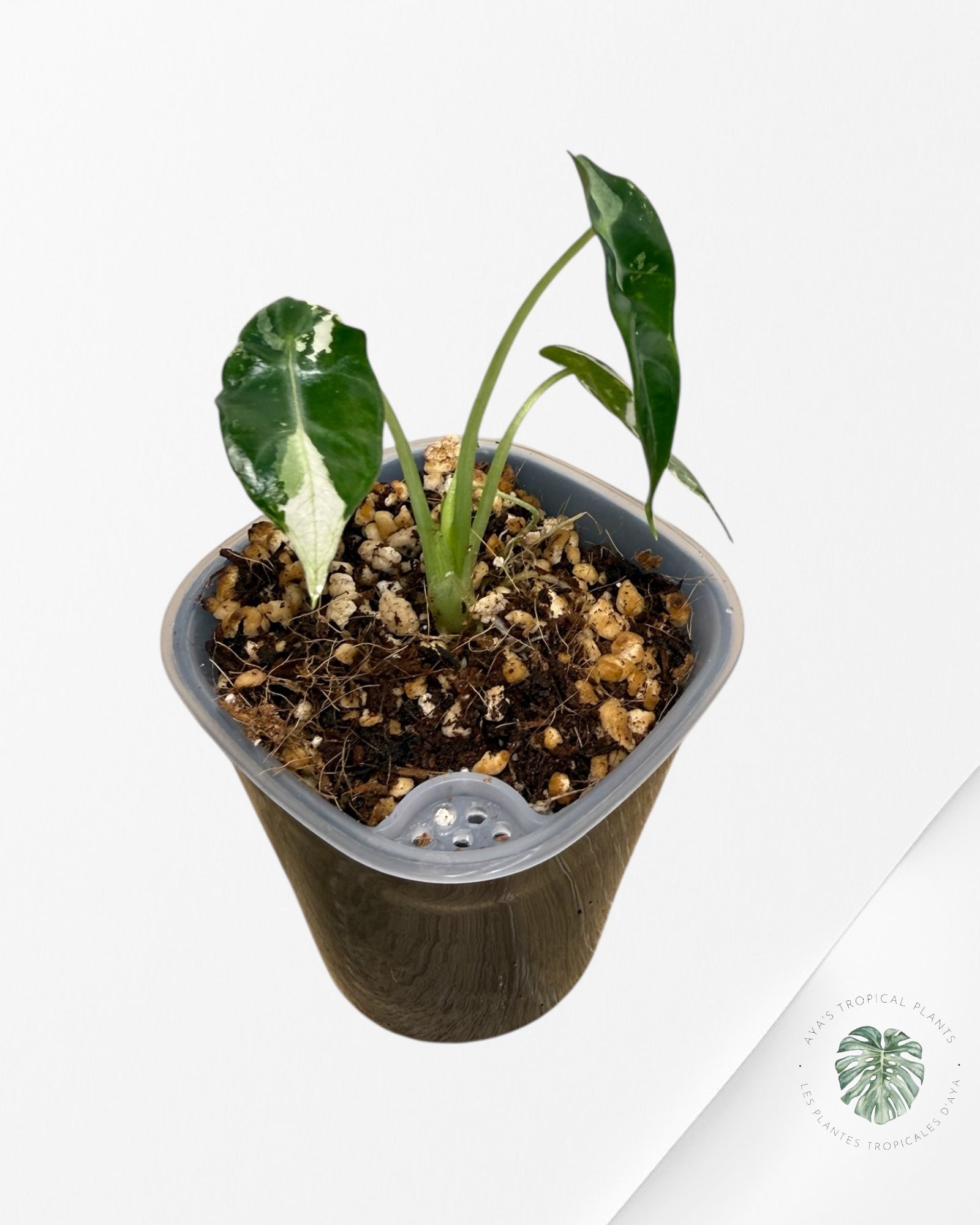 Alocasia Bambino Variagated| Rare TC Plant| Aya's Tropical Plants