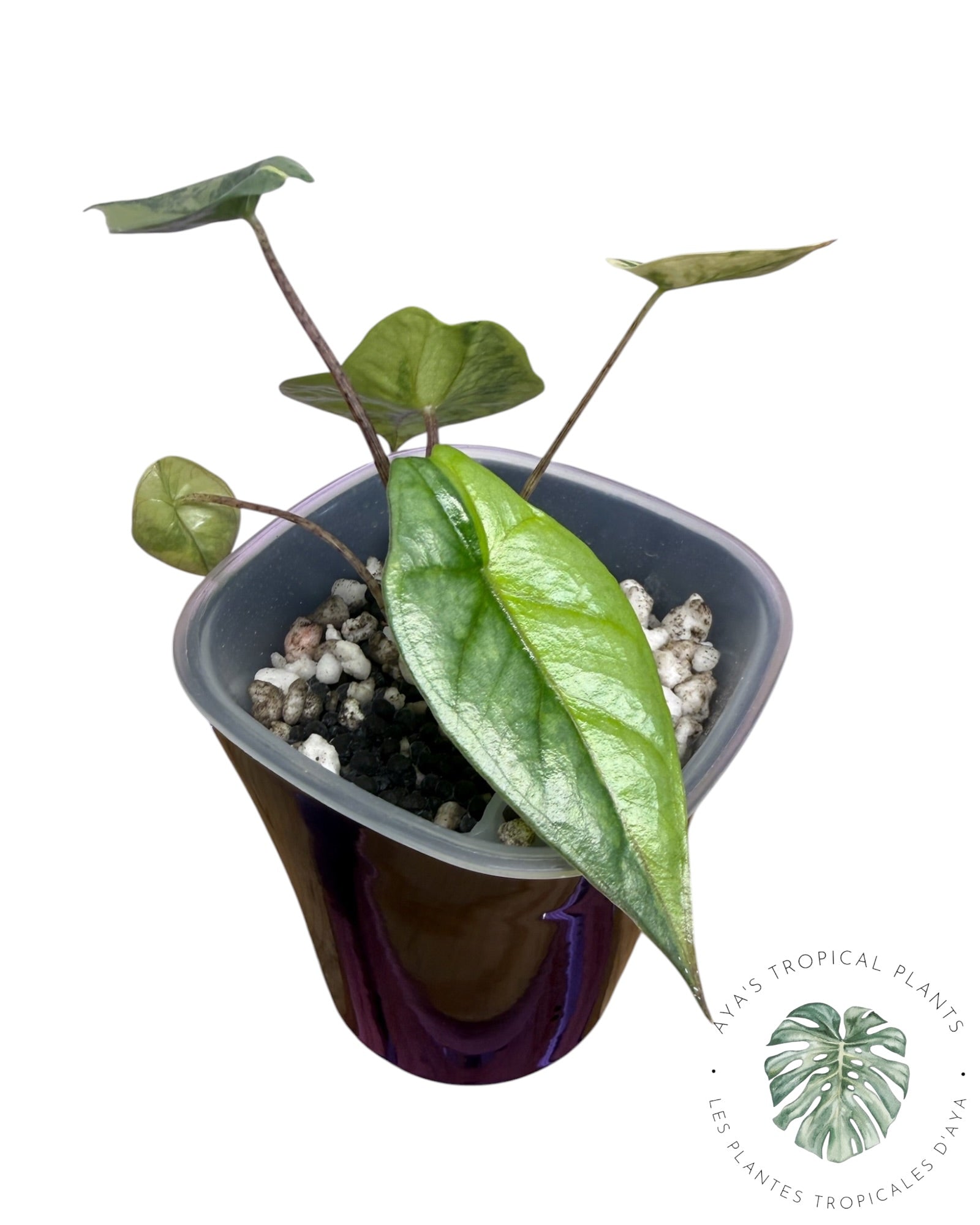 Alocasia Heterophylla Metallic  Aurea Variegated