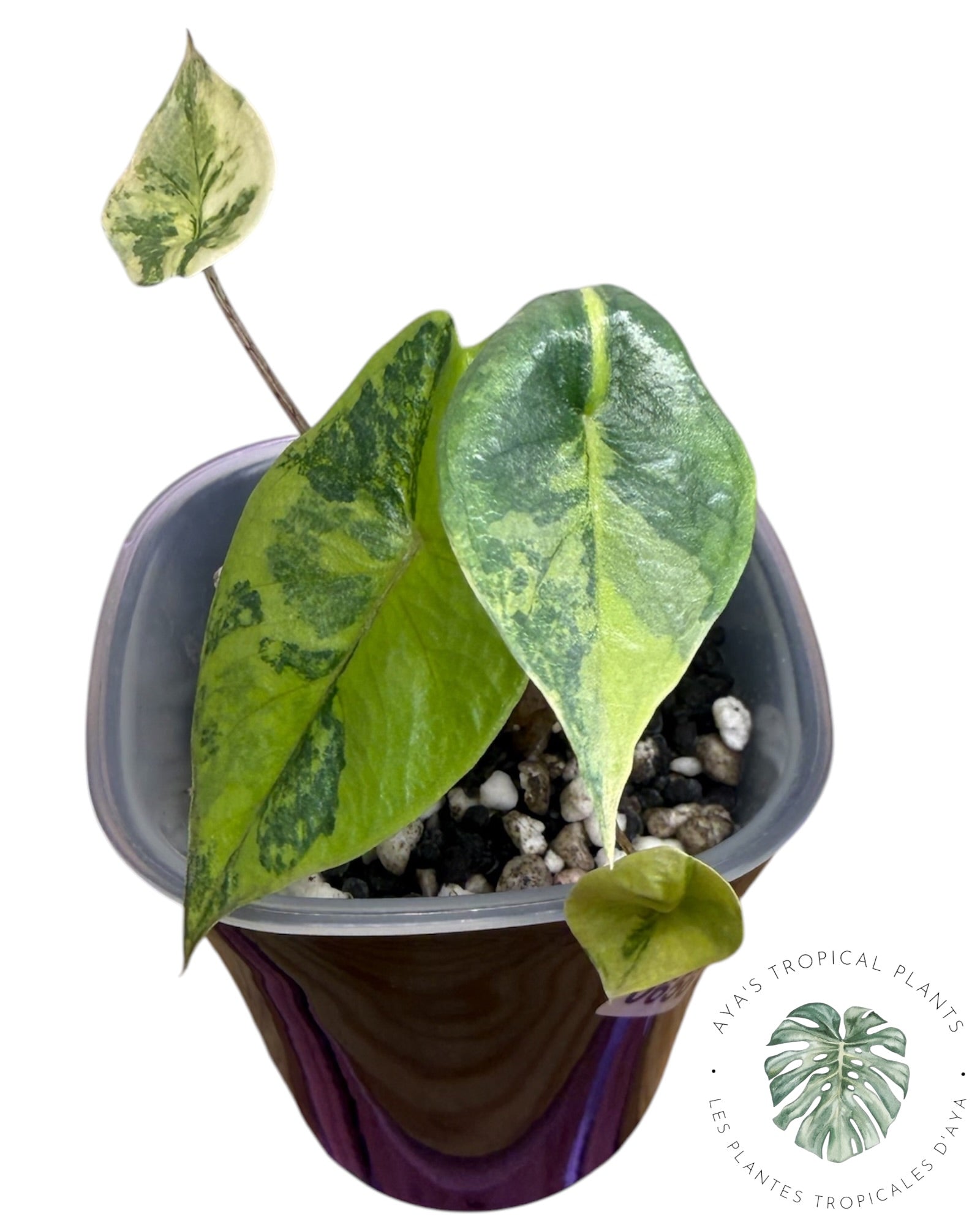Alocasia Heterophylla Metallic  Aurea Variegated