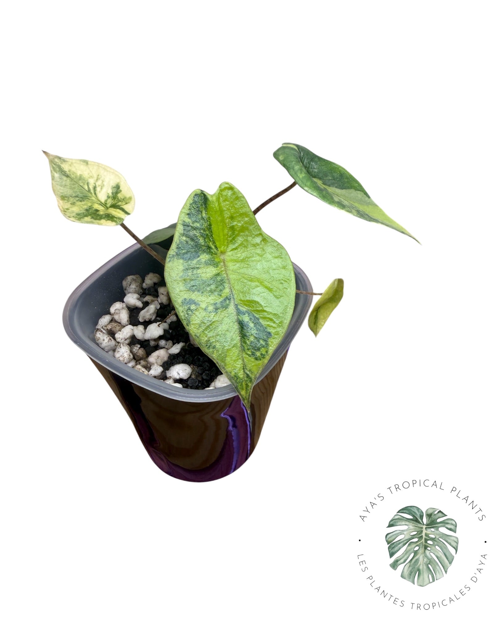 Alocasia Heterophylla Metallic  Aurea Variegated
