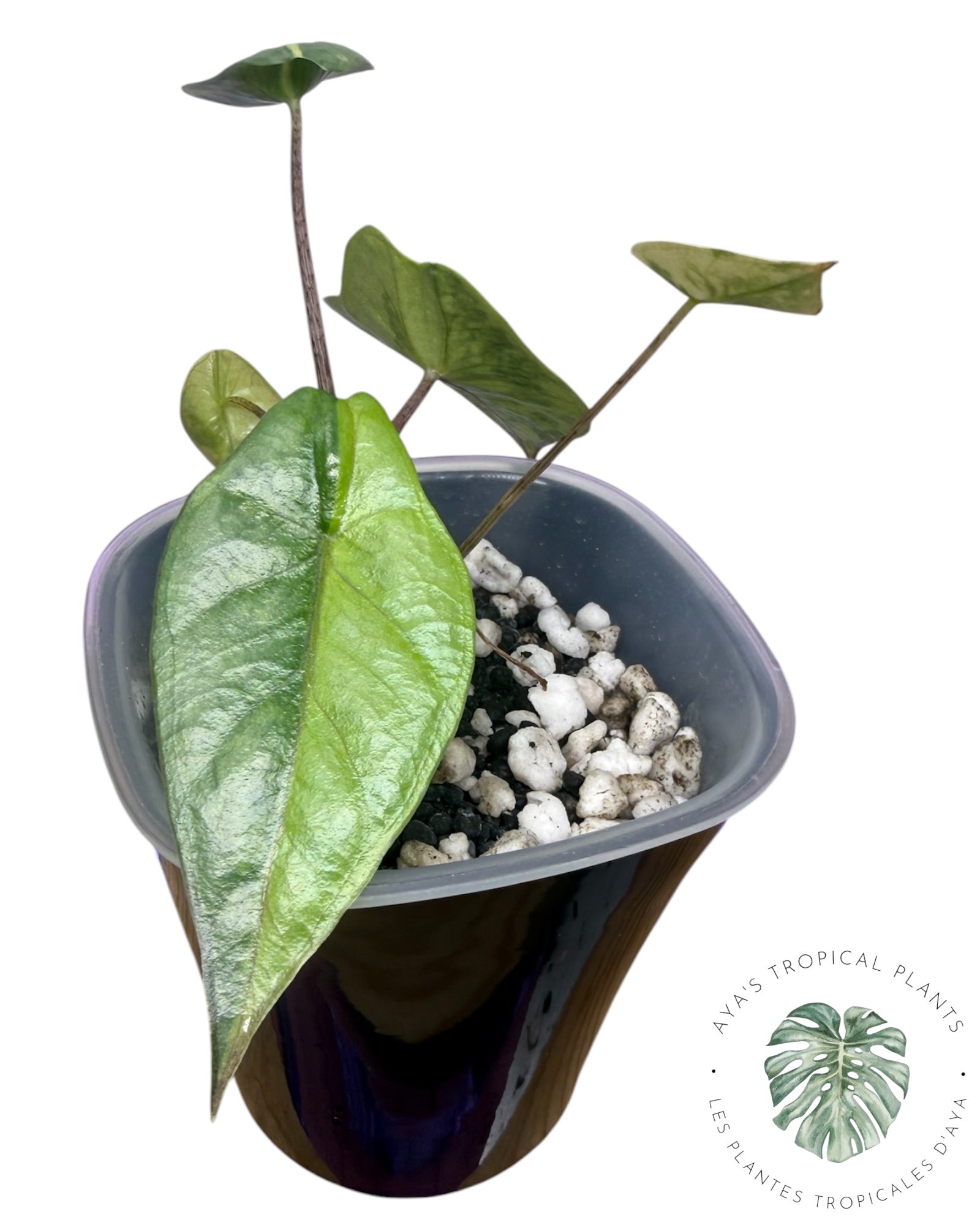 Alocasia Heterophylla Metallic  Aurea Variegated