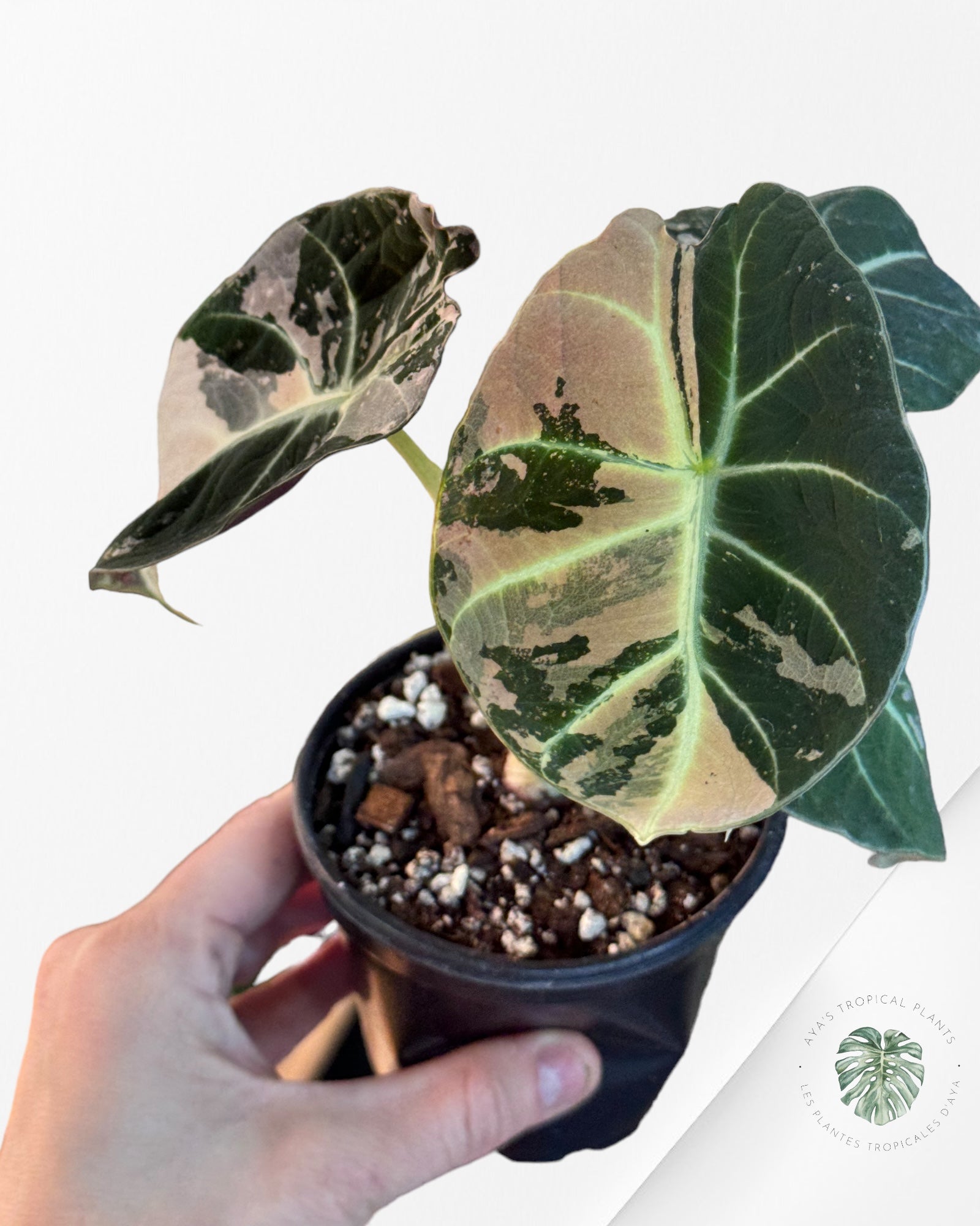 Alocasia Black Velvet Pink-D