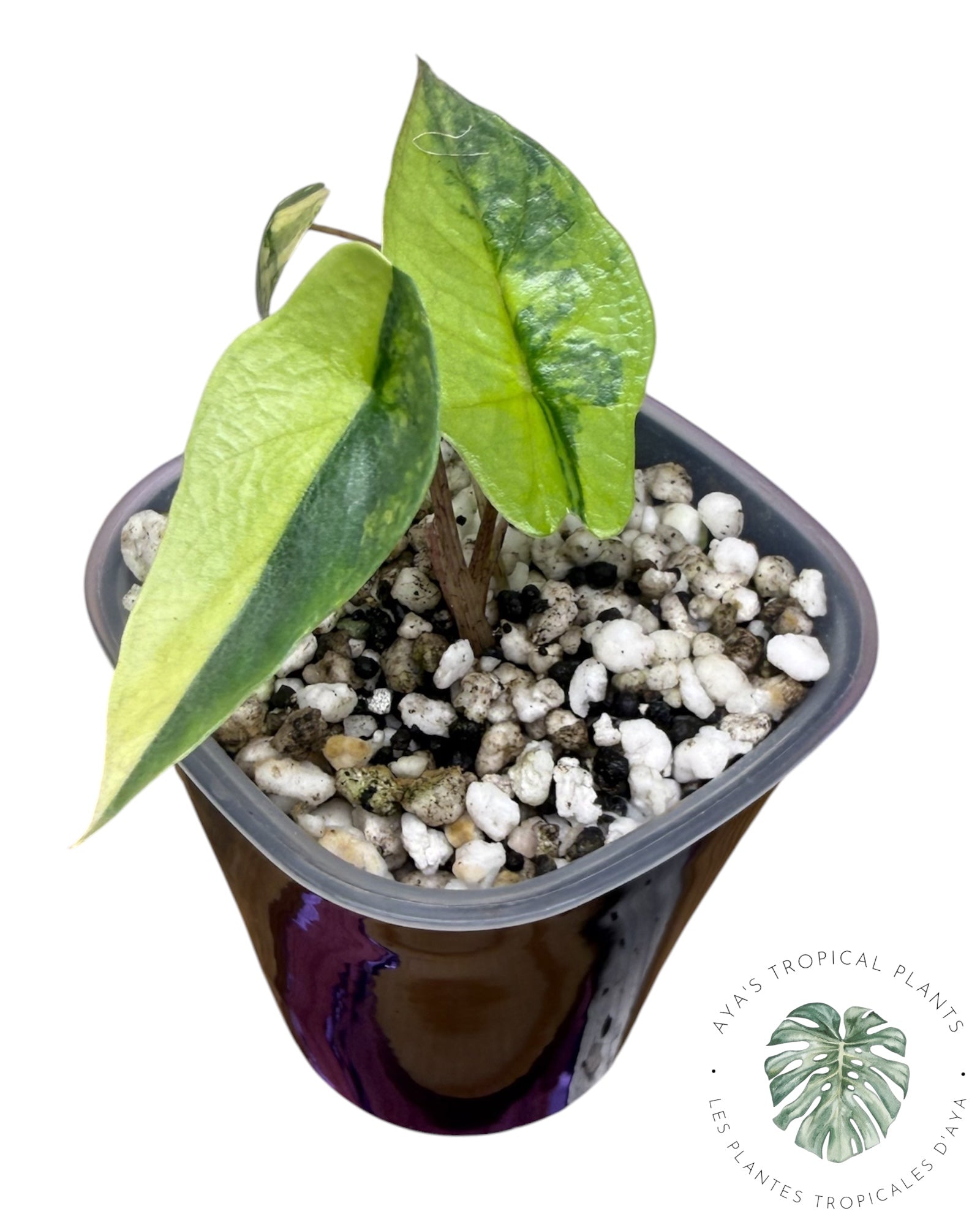 Alocasia Heterophylla Metallic  Blue Aurea Variegated