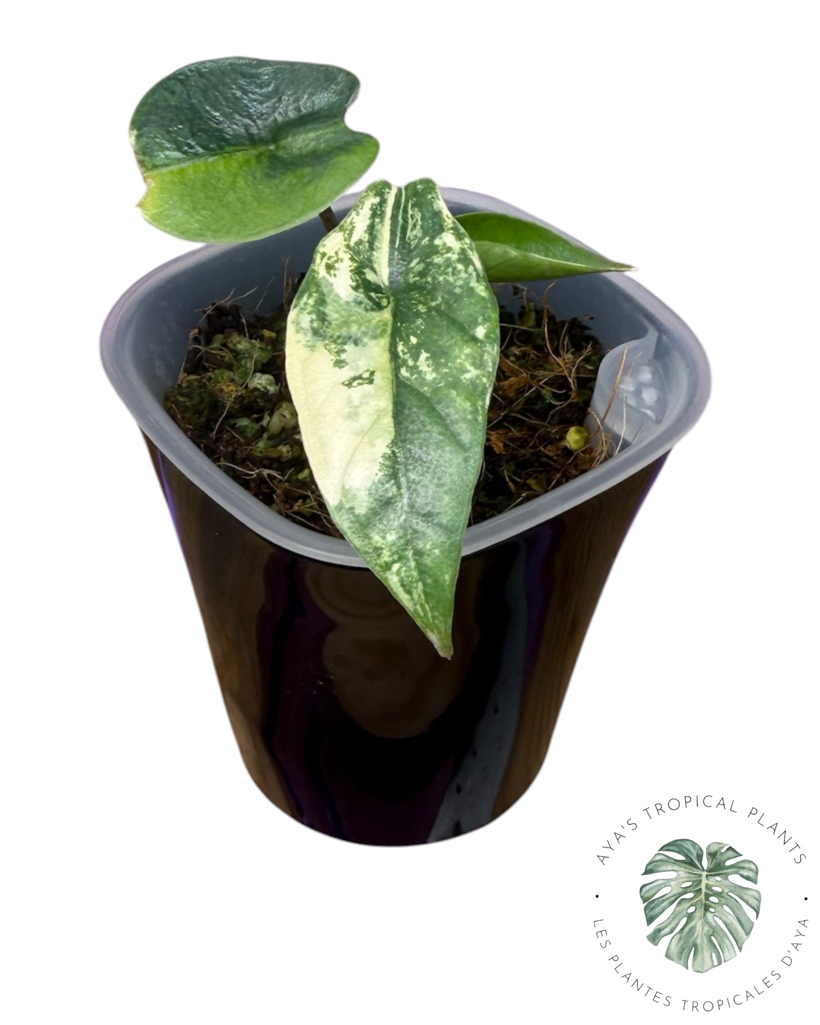 Alocasia Heterophylla Metallic Blue Aurea Panaché