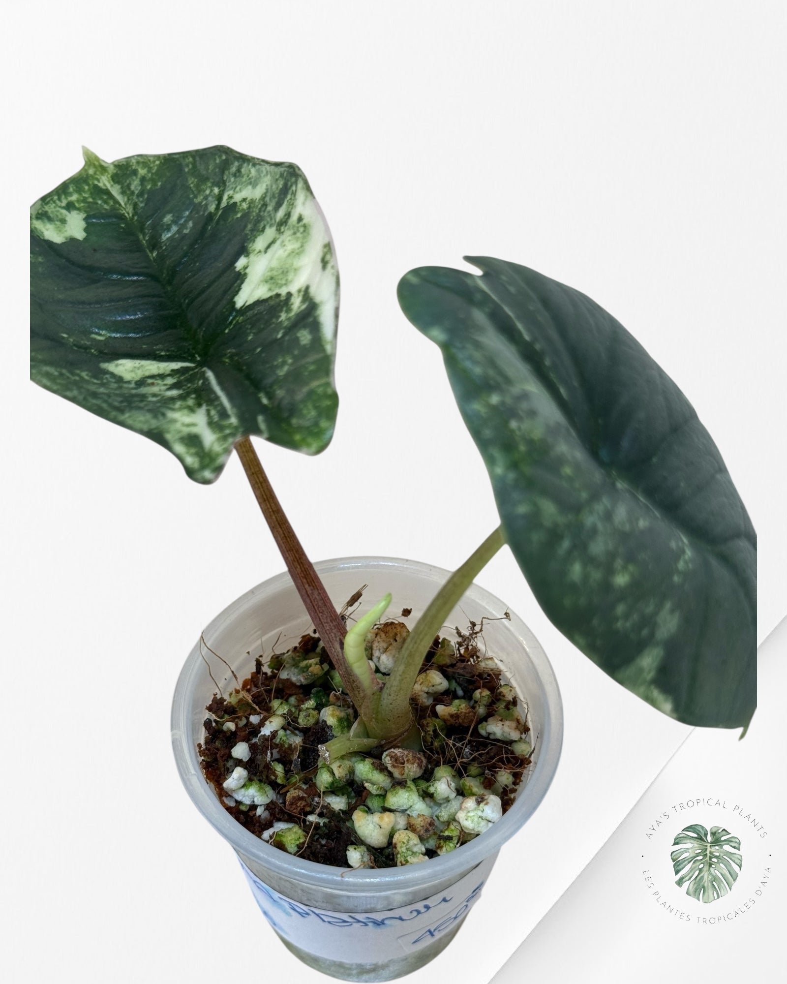 Alocasia Bisma sp. 'Platinum' Albo Variegated | Rare TC Plant| Aya's Tropical Plants