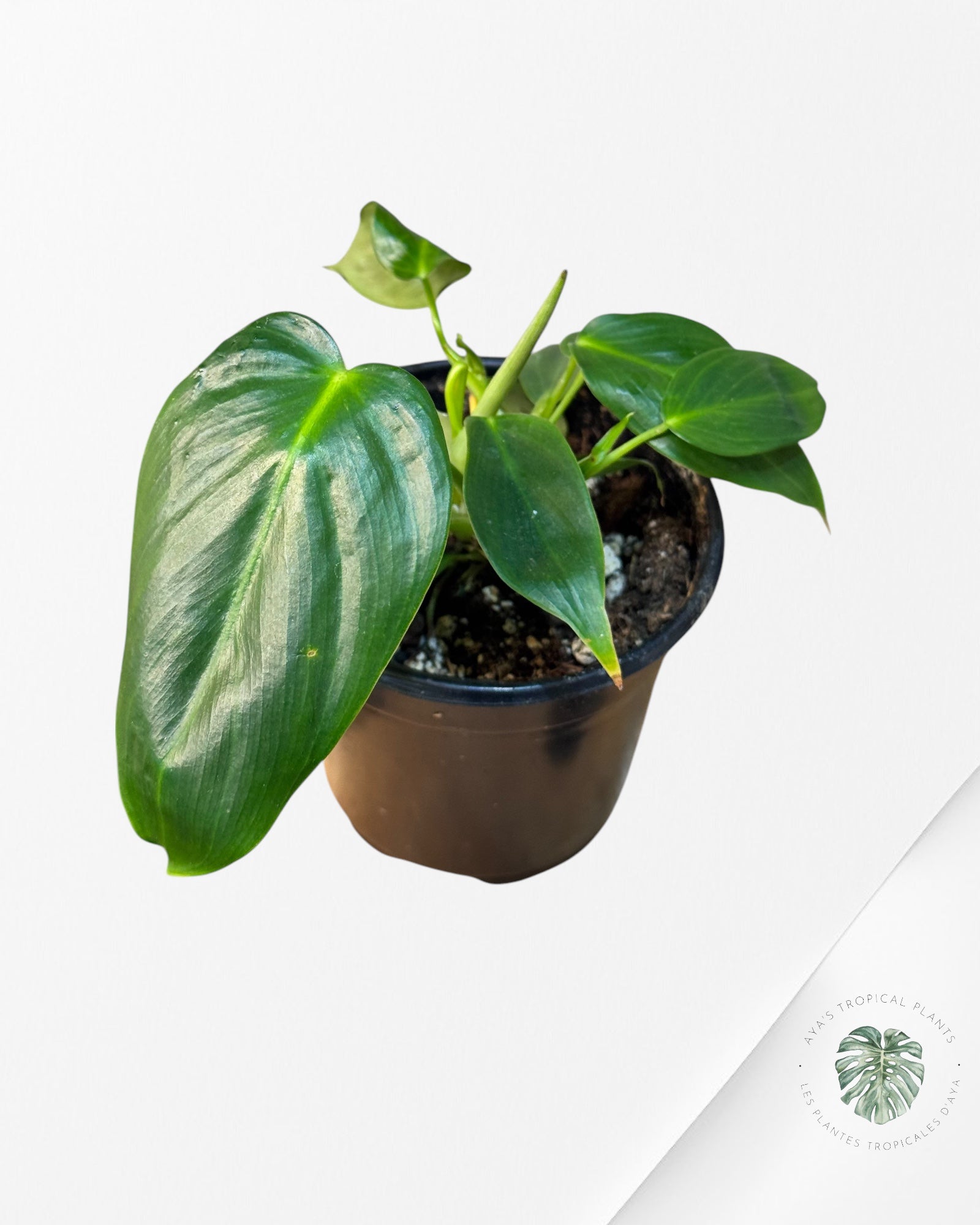 Philodendron Esmeraldense - FF