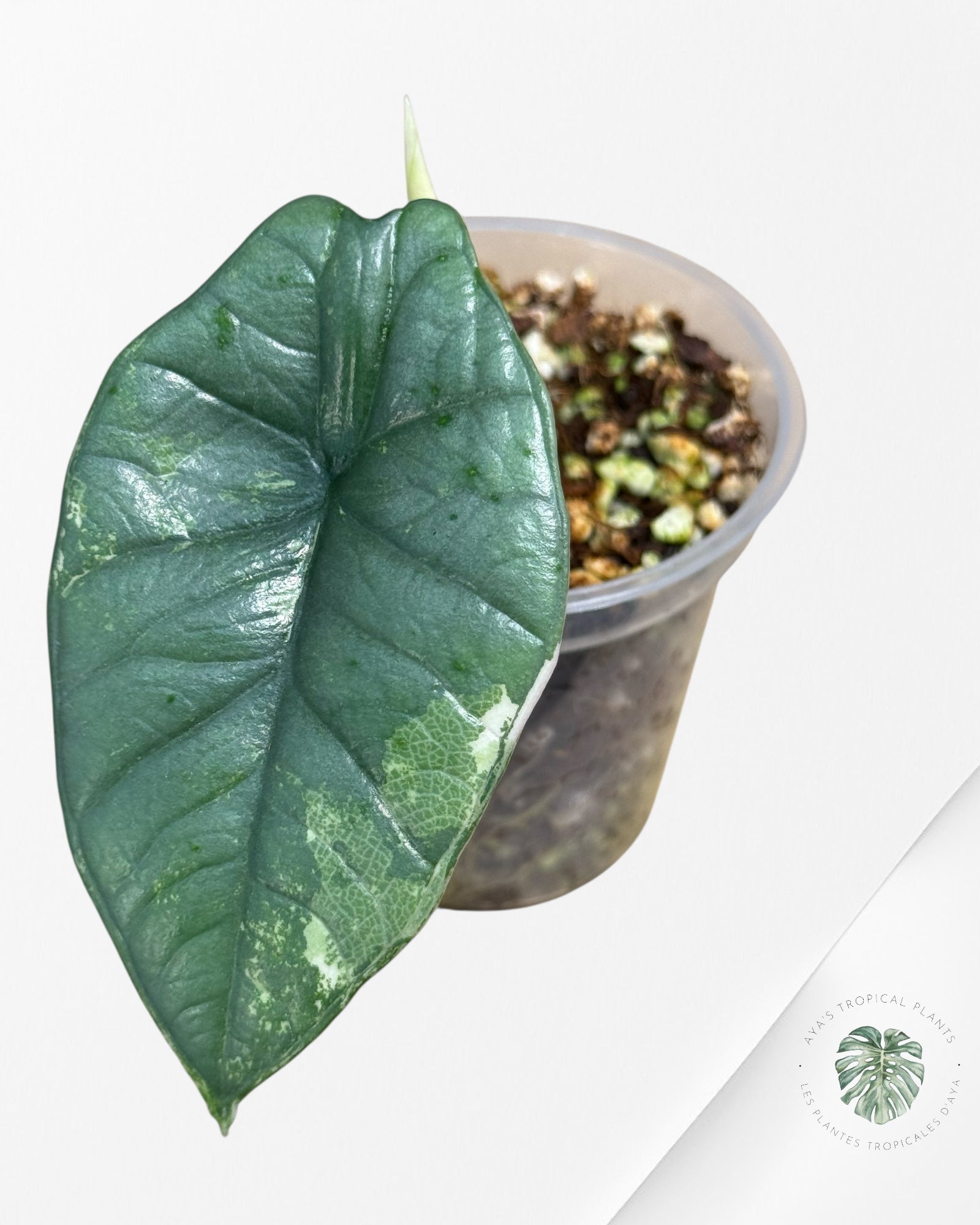 Alocasia Bisma sp. 'Platinum' Albo Panaché - 66