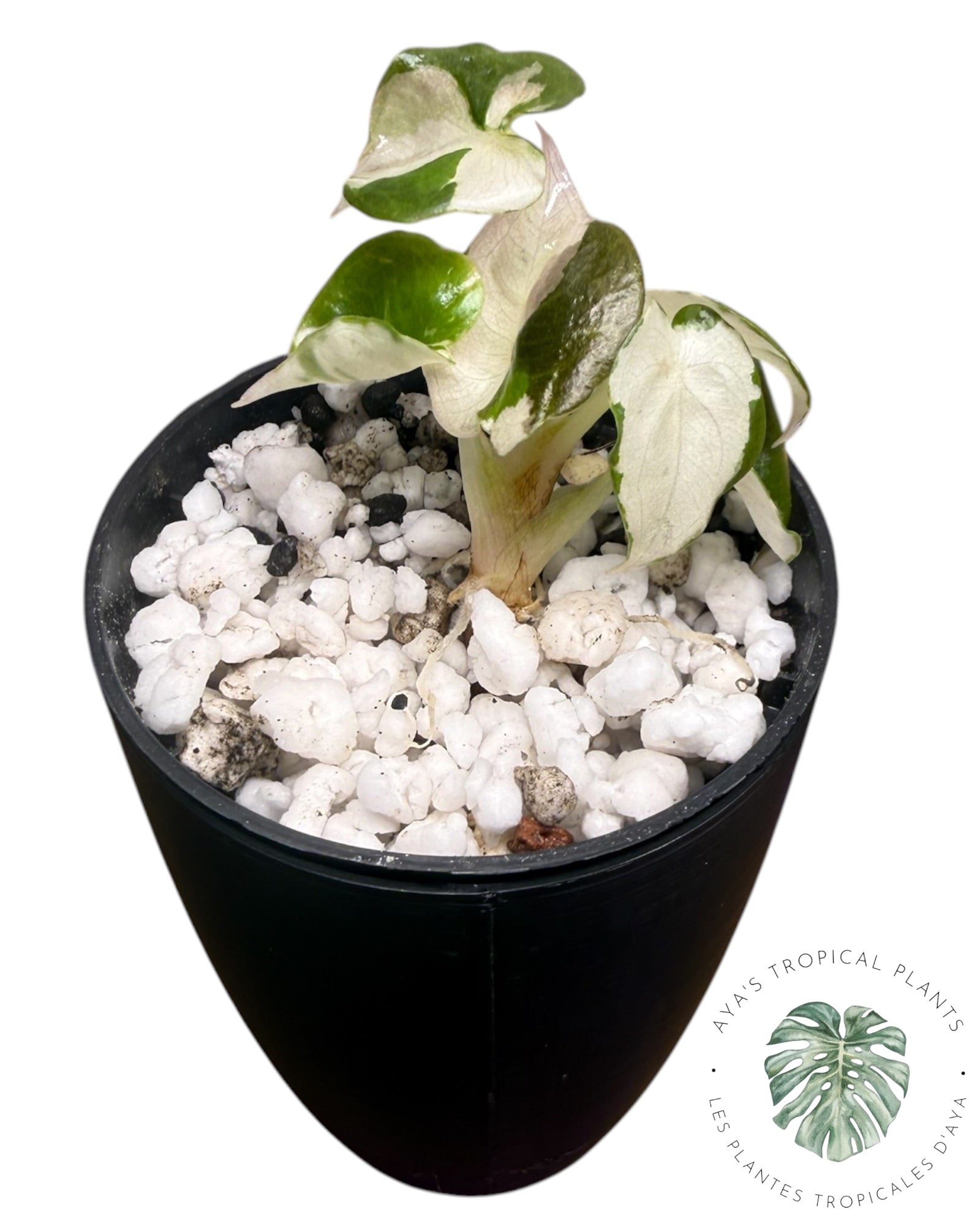 Alocasia Cuprea Pink Albo Variegated