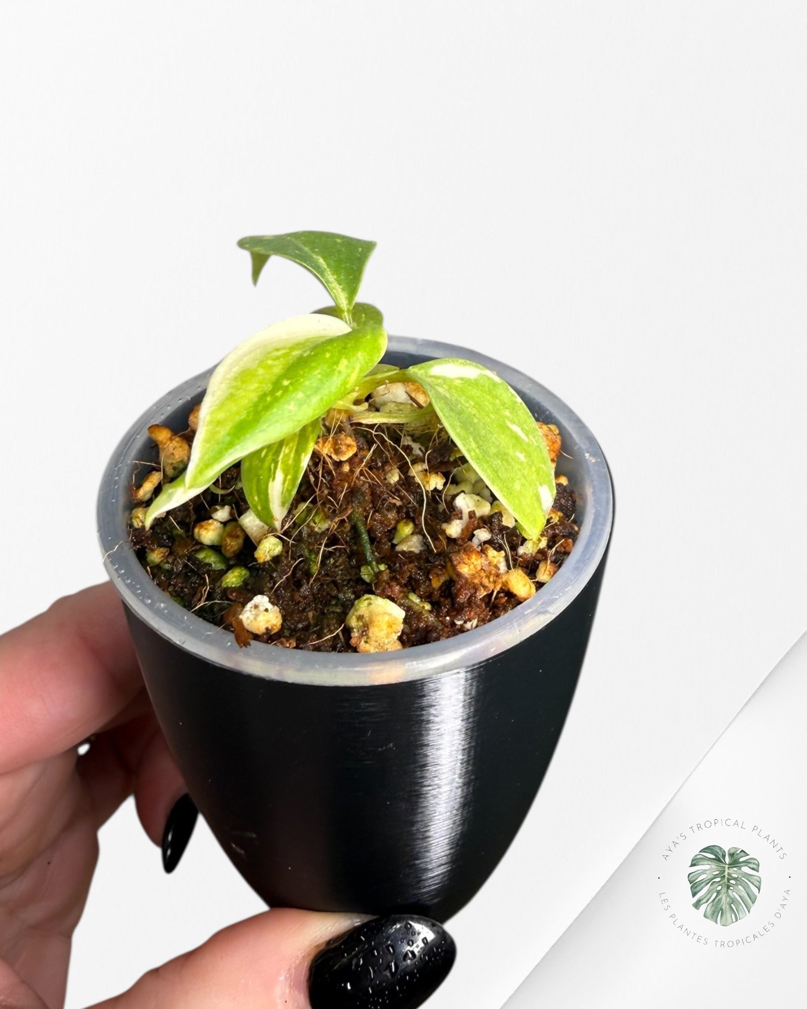 Philodendron Gloriosum Panaché| Plante Tc rare| Les plantes tropicales d'Aya