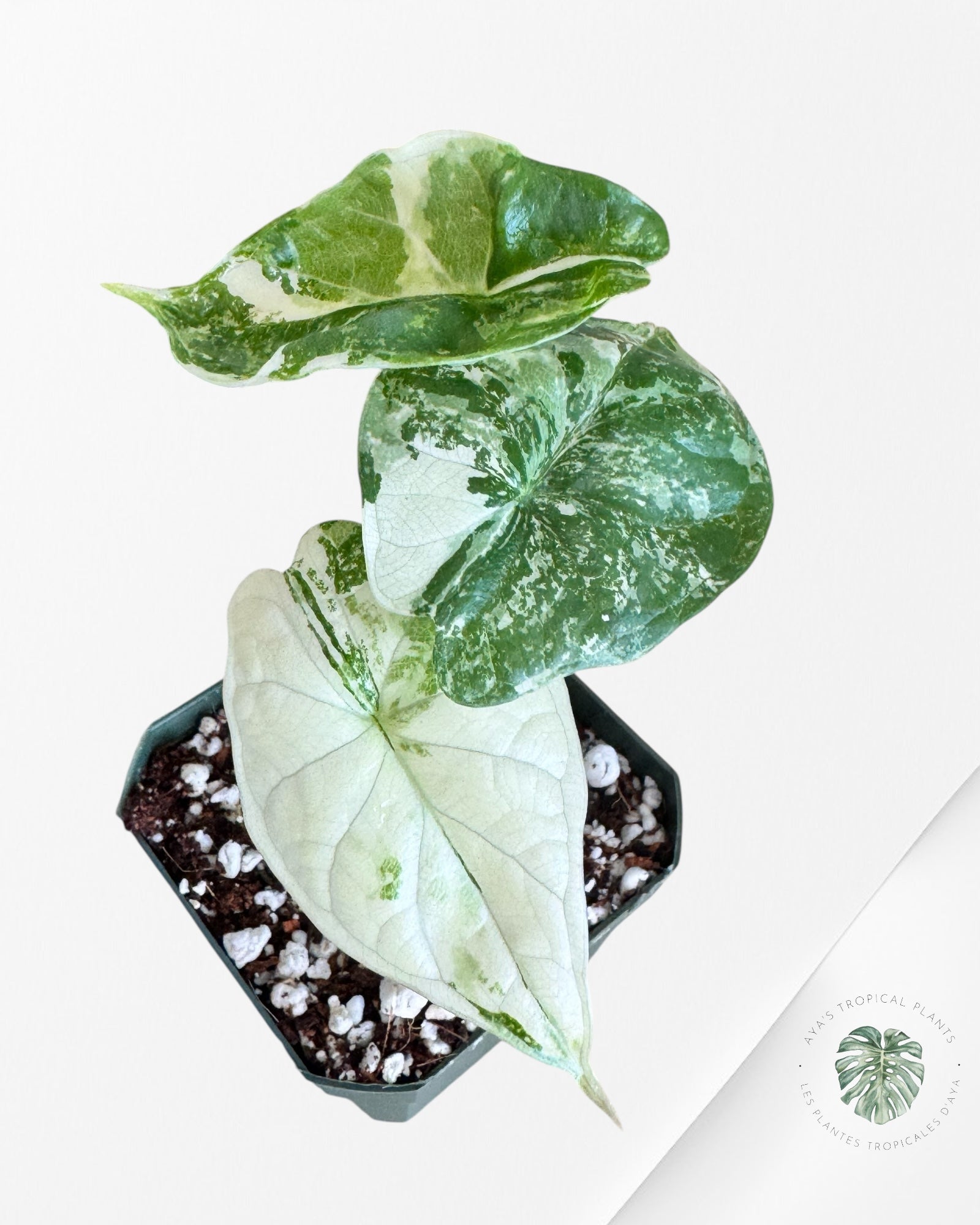 Alocasia Dragon Scale Variegated Albo ( Grade A) - 1000