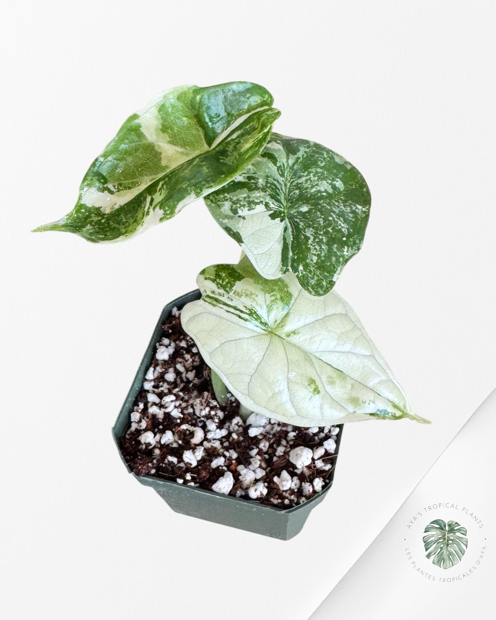Alocasia Dragon Scale Variegated Albo ( Grade A) - 1000