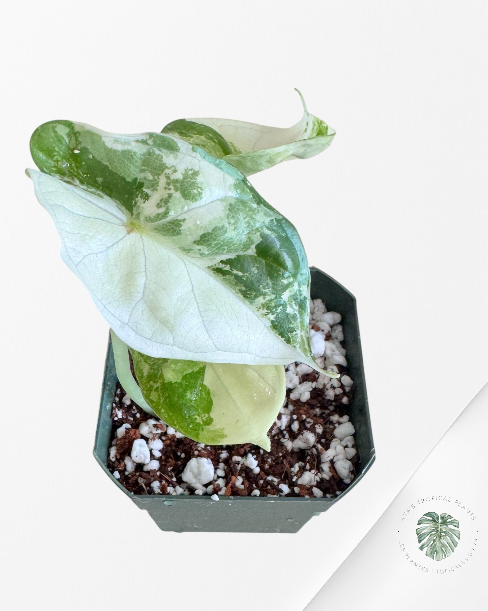 Alocasia Dragon Scale Variegated Albo ( Grade A) - 1001