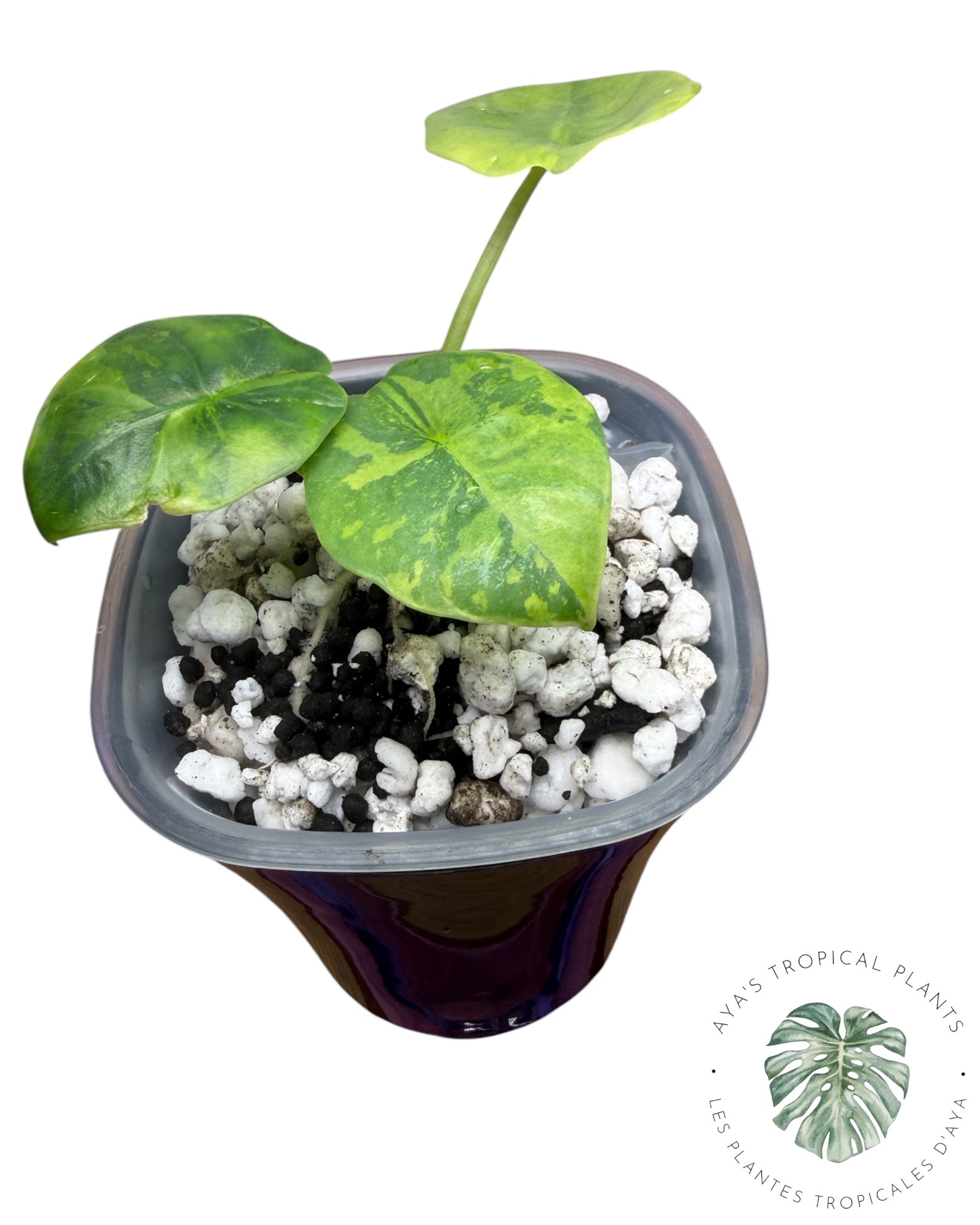 Alocasia Reginae Aurea