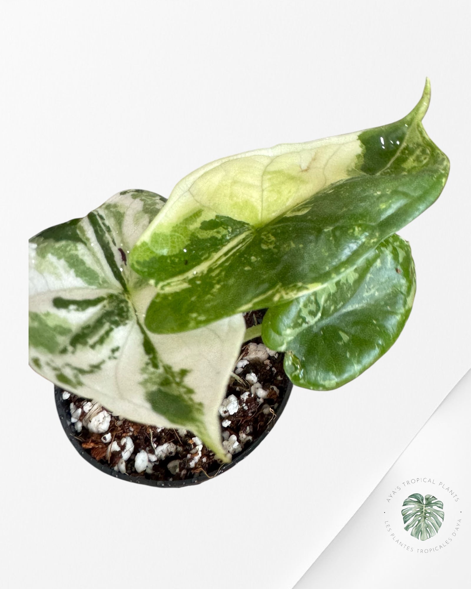 Alocasia Dragon Scale Variegated Albo ( Grade A) - 1002