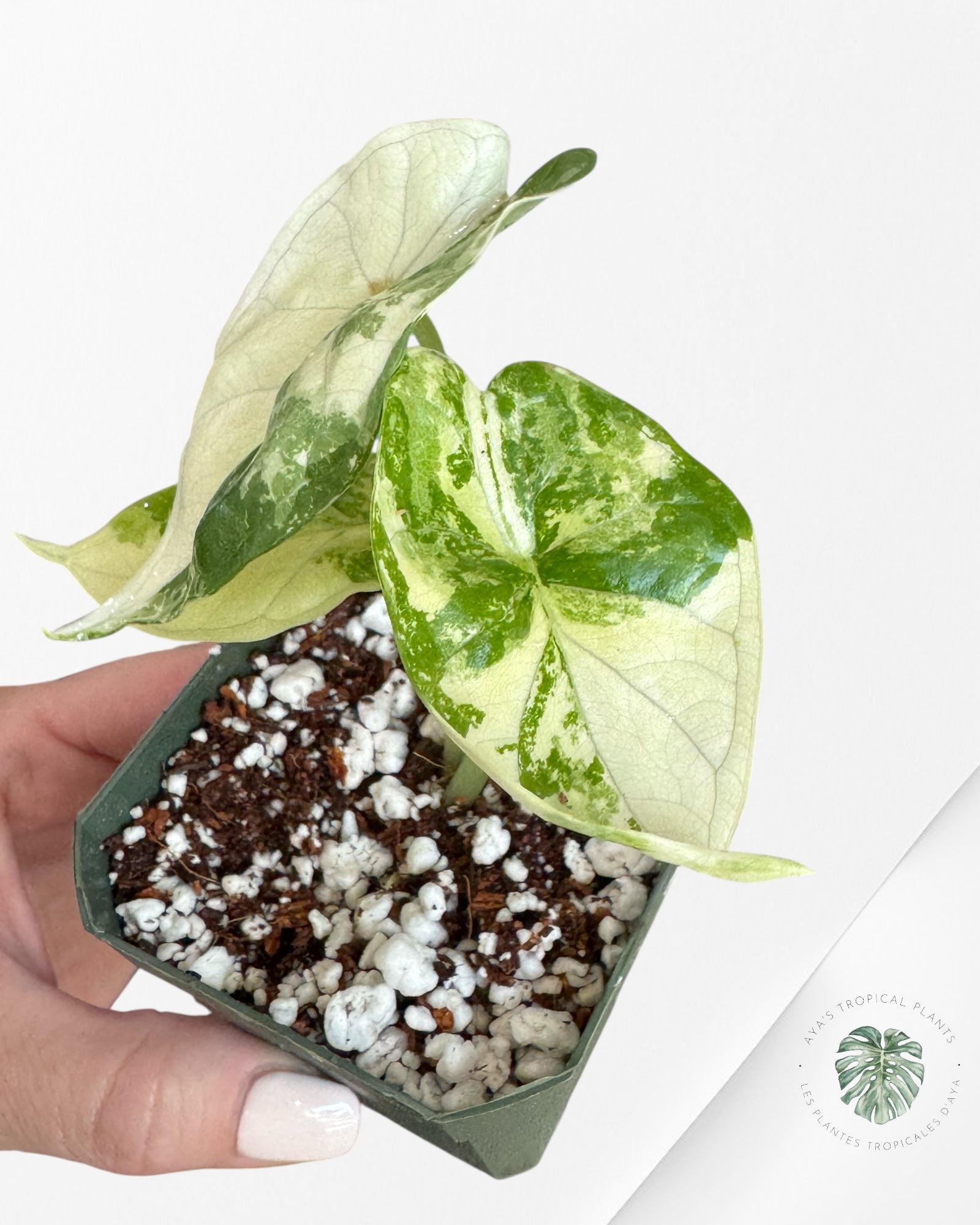 Alocasia Dragon Scale Variegated Albo ( Grade A) - 1001